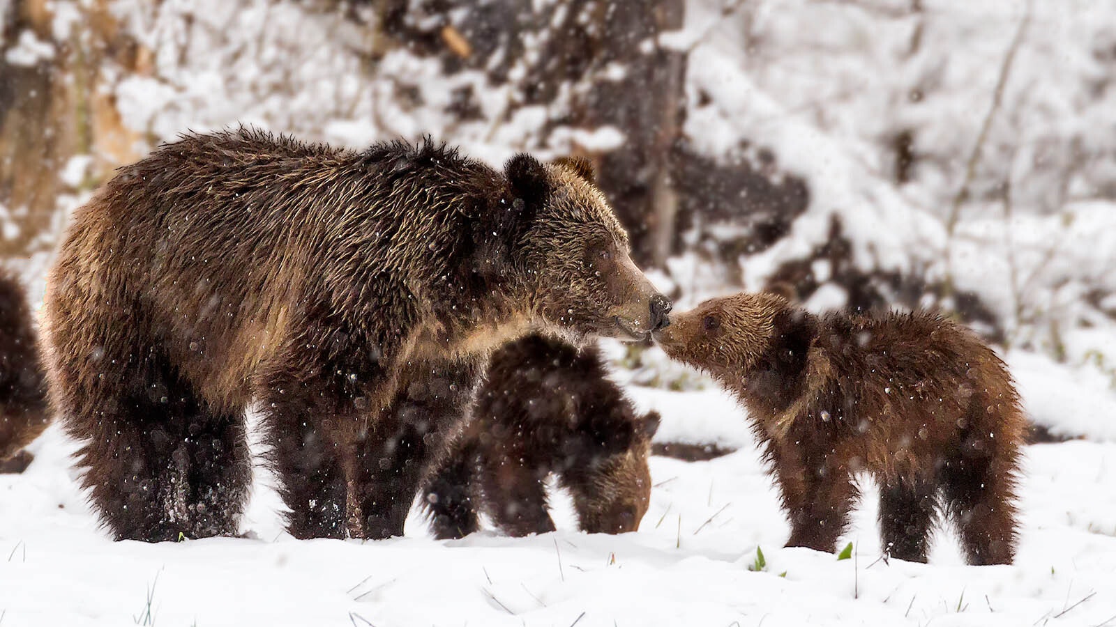 A grizzly so and her cubs in Yellowstone.