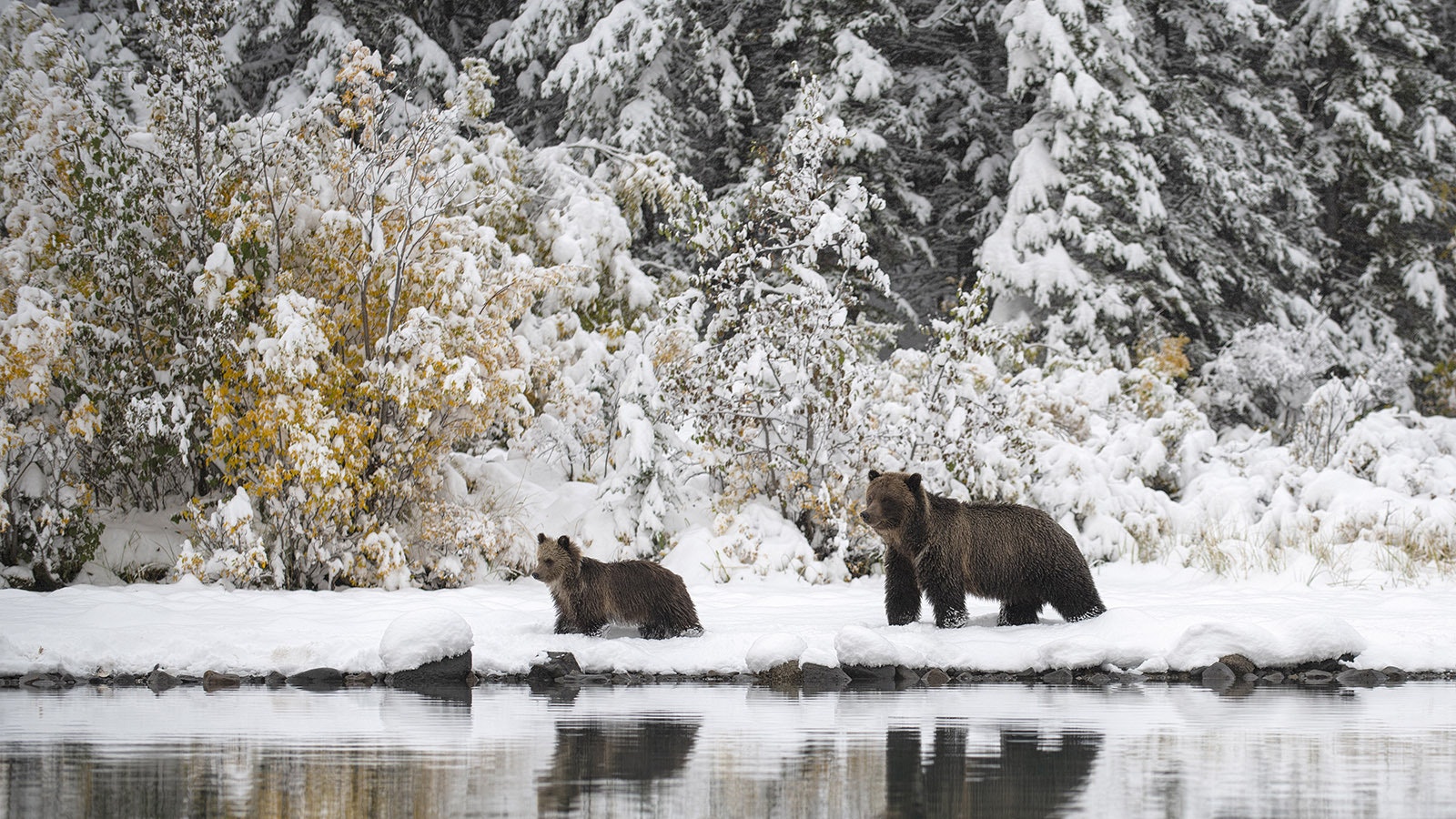 Updated* October 16, 2023 – Grizzly Bear update from the Conservation  Officer Service