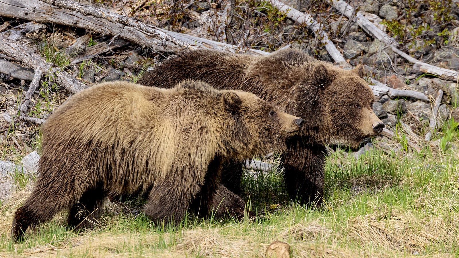 A pair of Wyoming grizzlies in the Yellowstone Ecosystem.