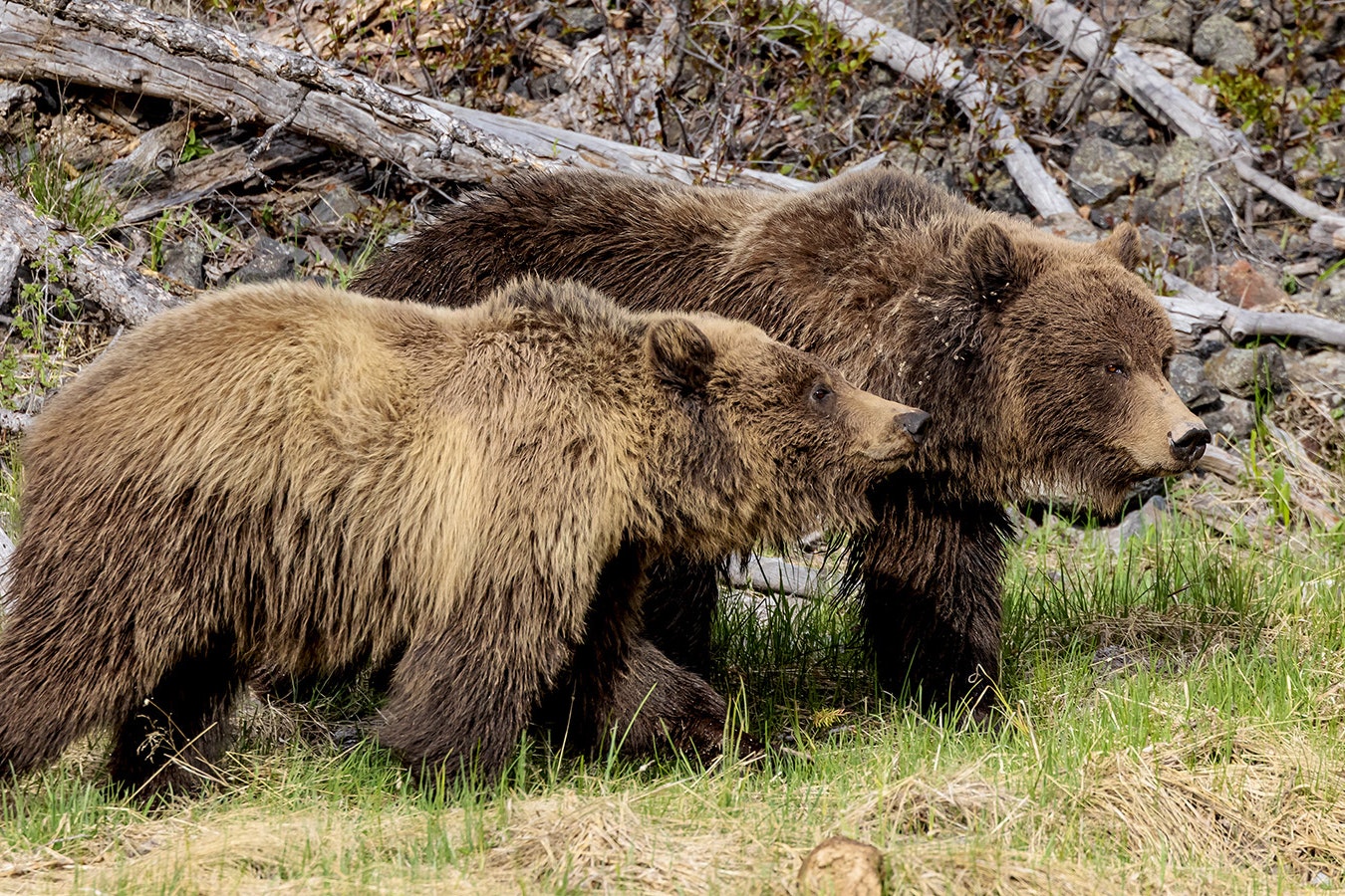 A pair of Wyoming grizzlies in the Yellowstone Ecosystem.