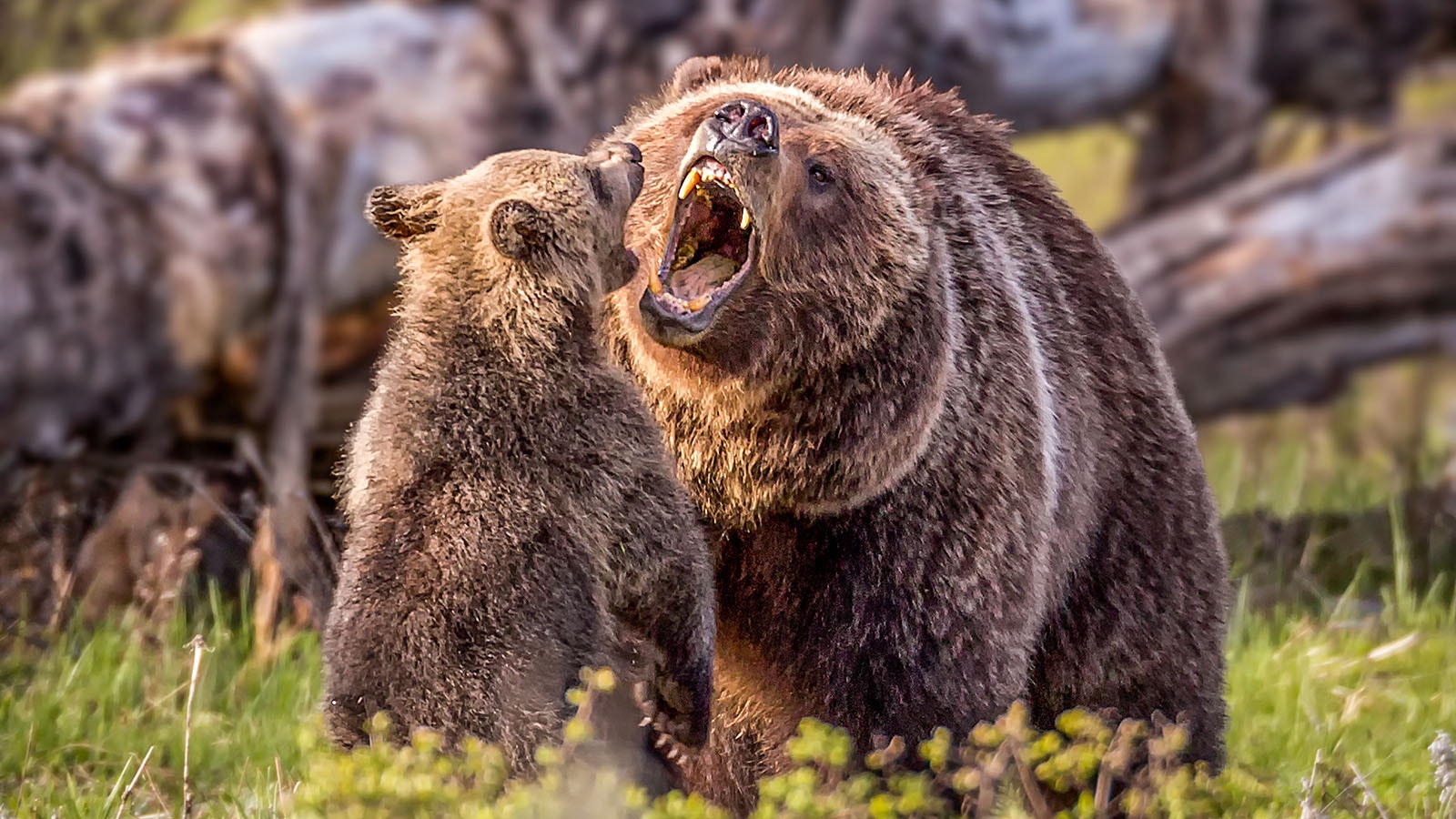 A grizzly mom plays with her cub.