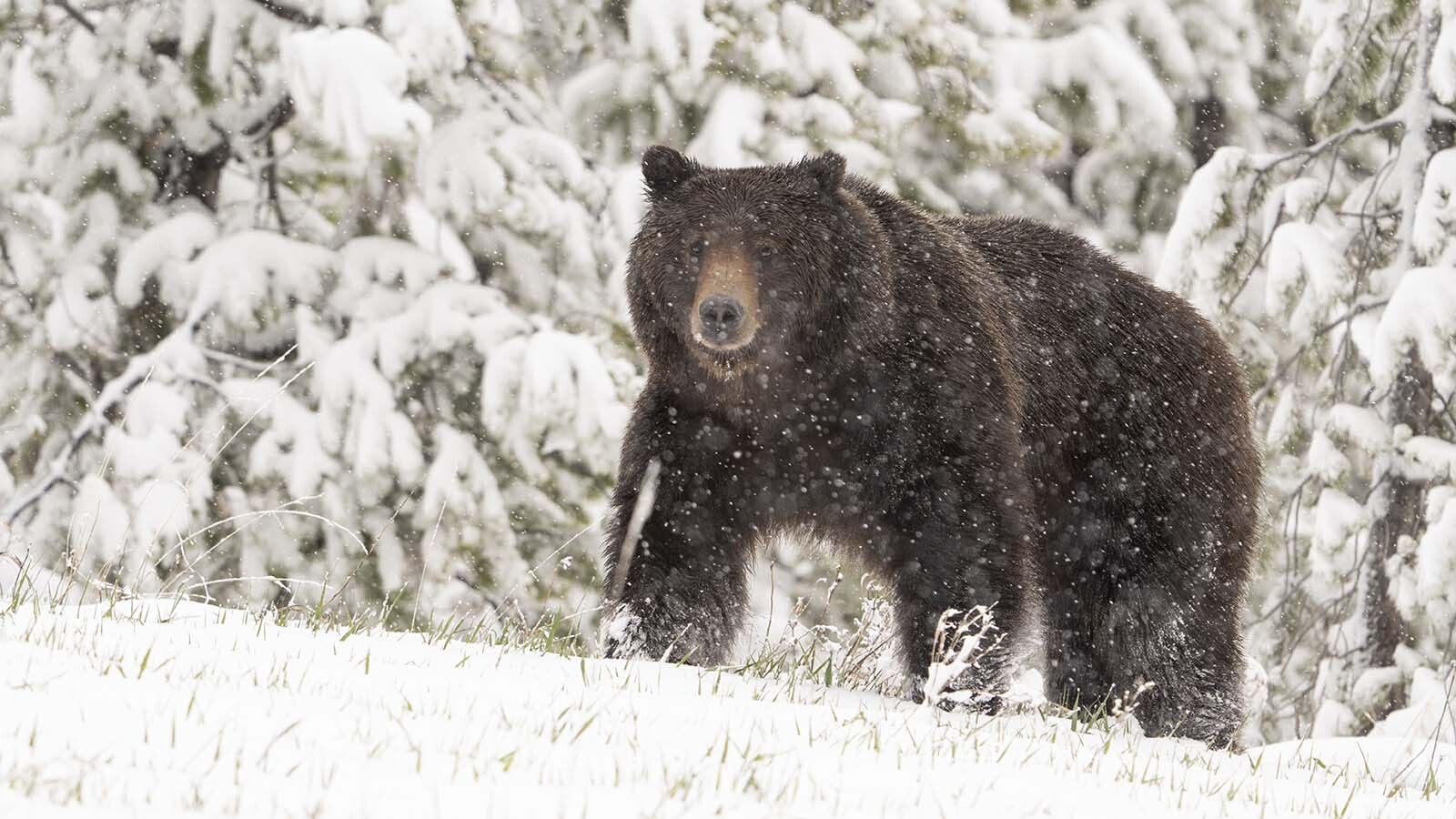 Hunting in Wyoming’s grizzly country is intimidating, but with the right mentality going in, it doesn’t have to be terrifying. Overcoming that fear of getting mauled is a big part of hunting where grizzlies live.