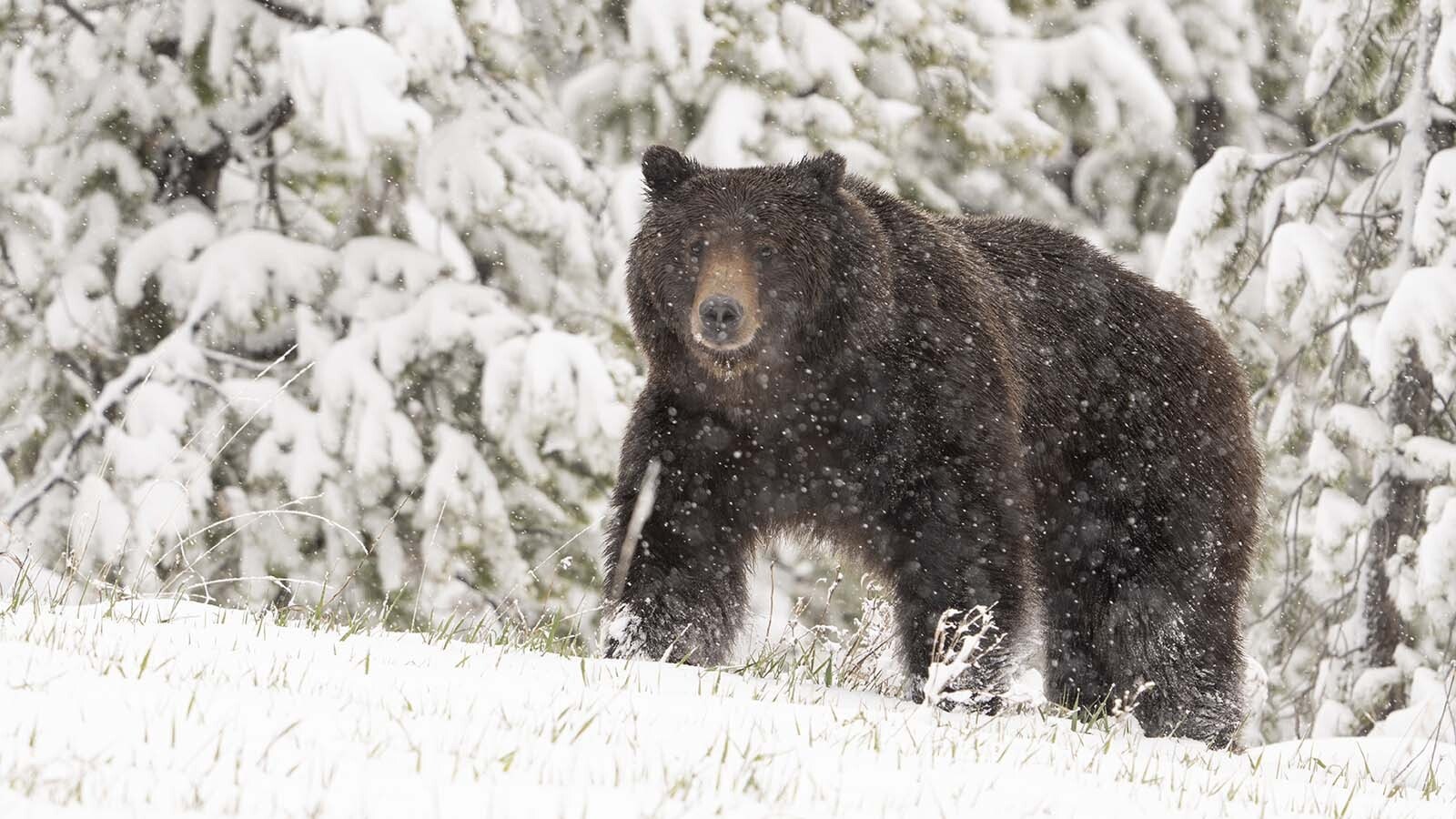 Hunting in Wyoming’s grizzly country is intimidating, but with the right mentality going in, it doesn’t have to be terrifying. Overcoming that fear of getting mauled is a big part of hunting where grizzlies live.