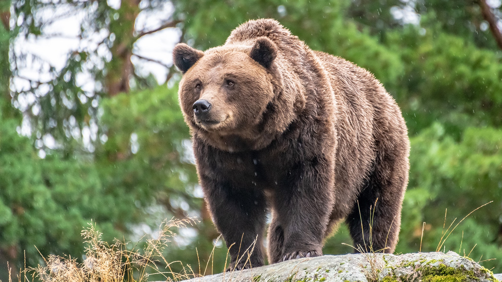 Grizzly 10 4 23