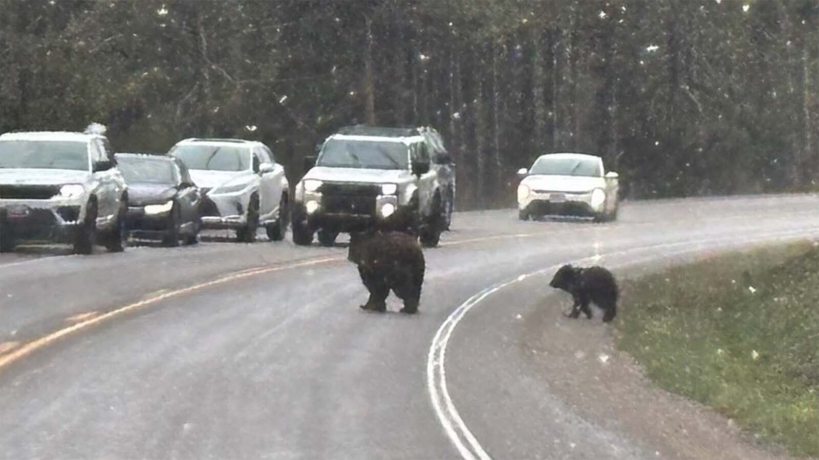 The last surviving cub of Grizzly 1063 in Grand Teton National Park, seen here with its mom, was trapped and relocated because it was hanging around a settled area. A bear expert said the yearling has good odds of surviving on its own.