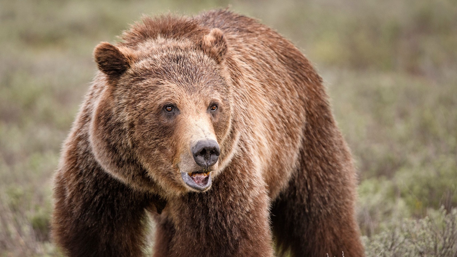 Happy 28th birthday to Wyoming's famous Grizzly 399.