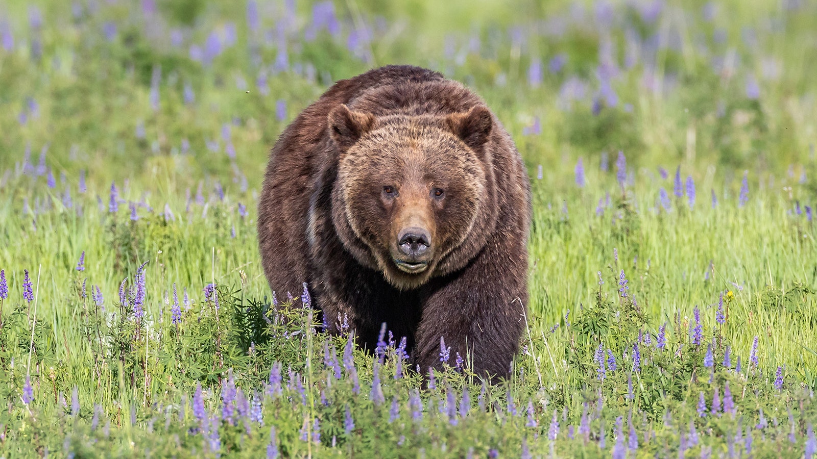 Grizzly 399 8 7 23