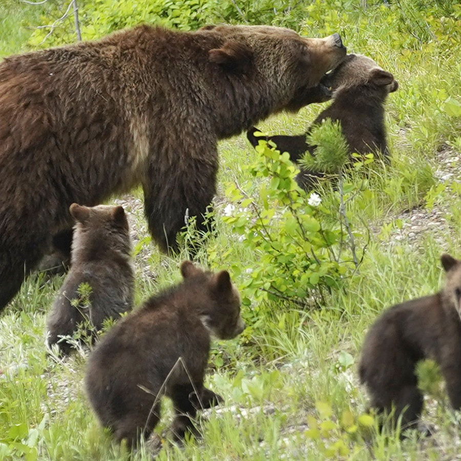 Grizzly 399, seen here in a file photo with her last brood of cubs, hasn't emerged yet this spring, but watchers say that's not yet unusual.