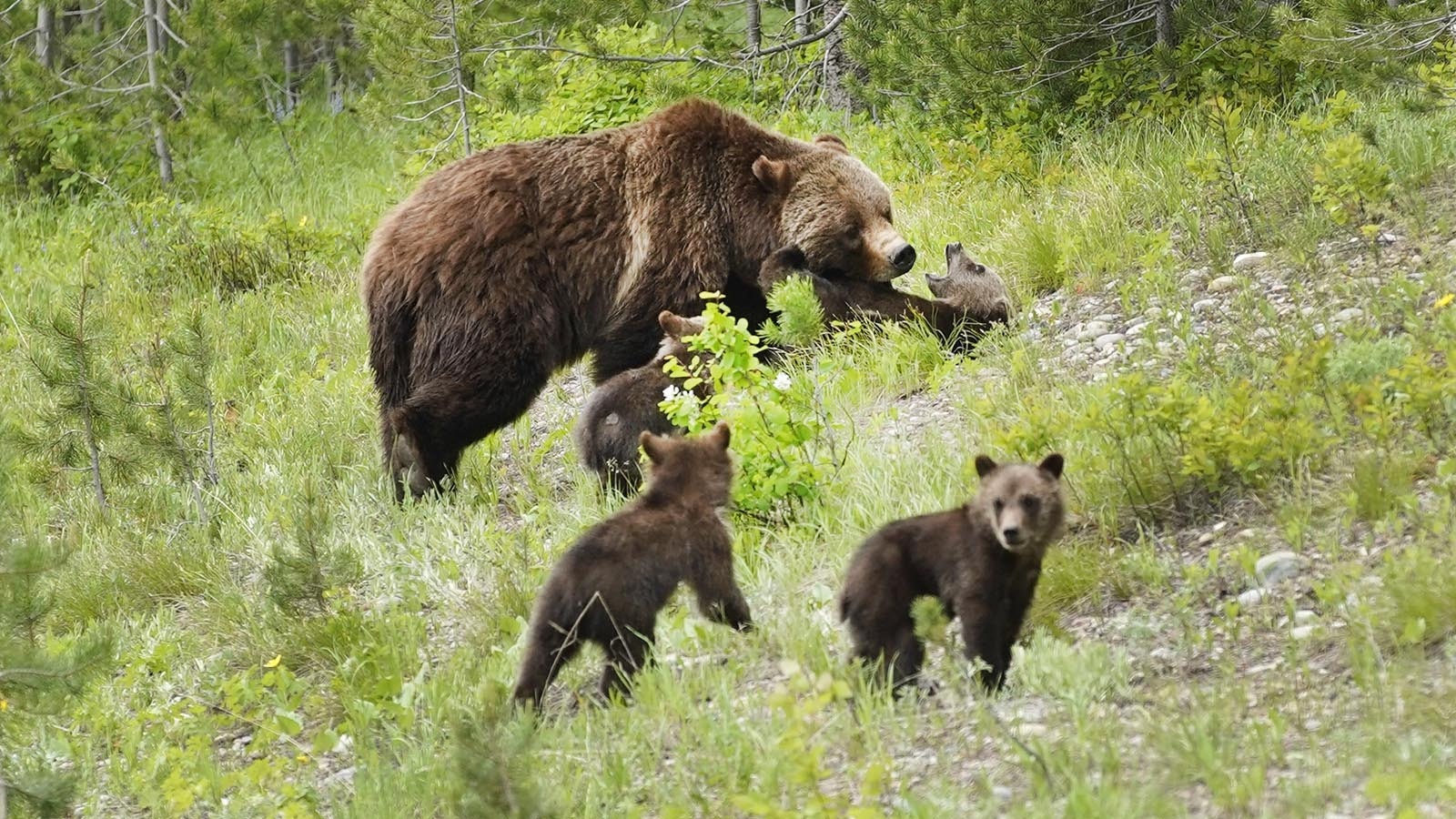 Grizzly 399 and her four 2020 cubs of the year.