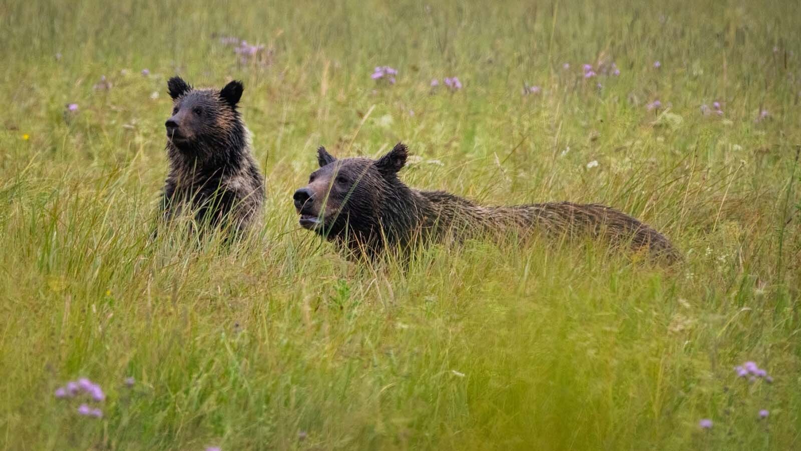 Black Bear cub litter may be a record