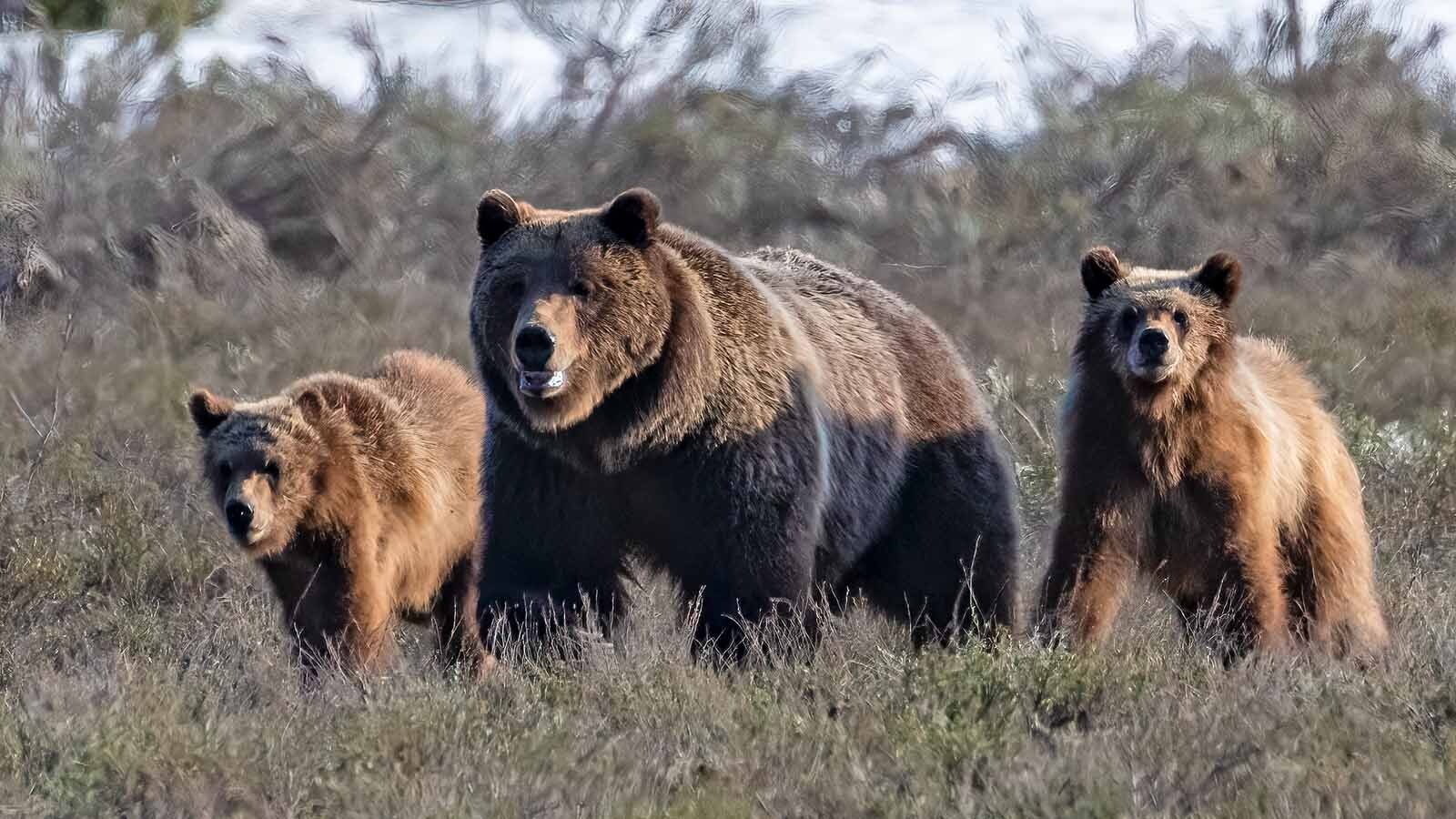 Perhaps the most famous grizzly bear that ever lived, Grand Teton National Park's Grizzly 399, and her many cubs are among the most recognizable bears in Wyoming. Now researchers are developing artificial intelligence recognition for bears, which could help prevent people from getting mauled in the future.