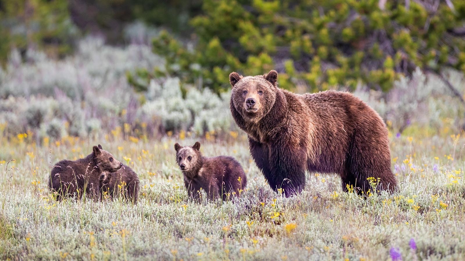 Grizzly 399 with three of her cubs in Grand Teton National Park.