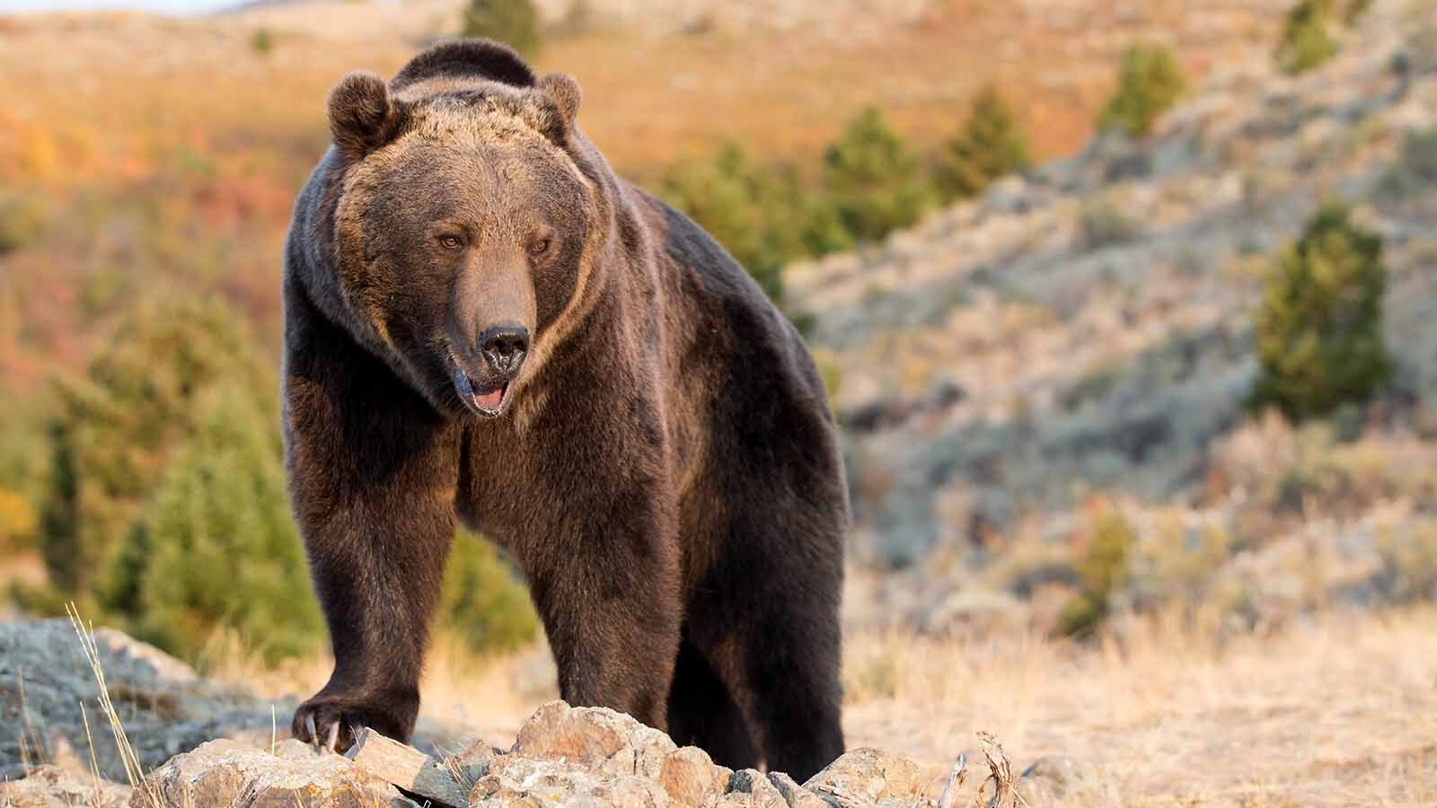 Grizzlies are the apex predator of the Greater Yellowstone Ecosystem.