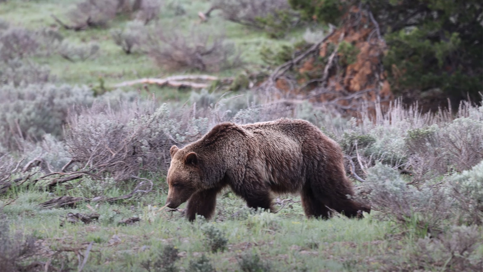 Wildlife observers and officials are keeping a keen eye out for Grizzly 610 after she was hit by a vehicle.