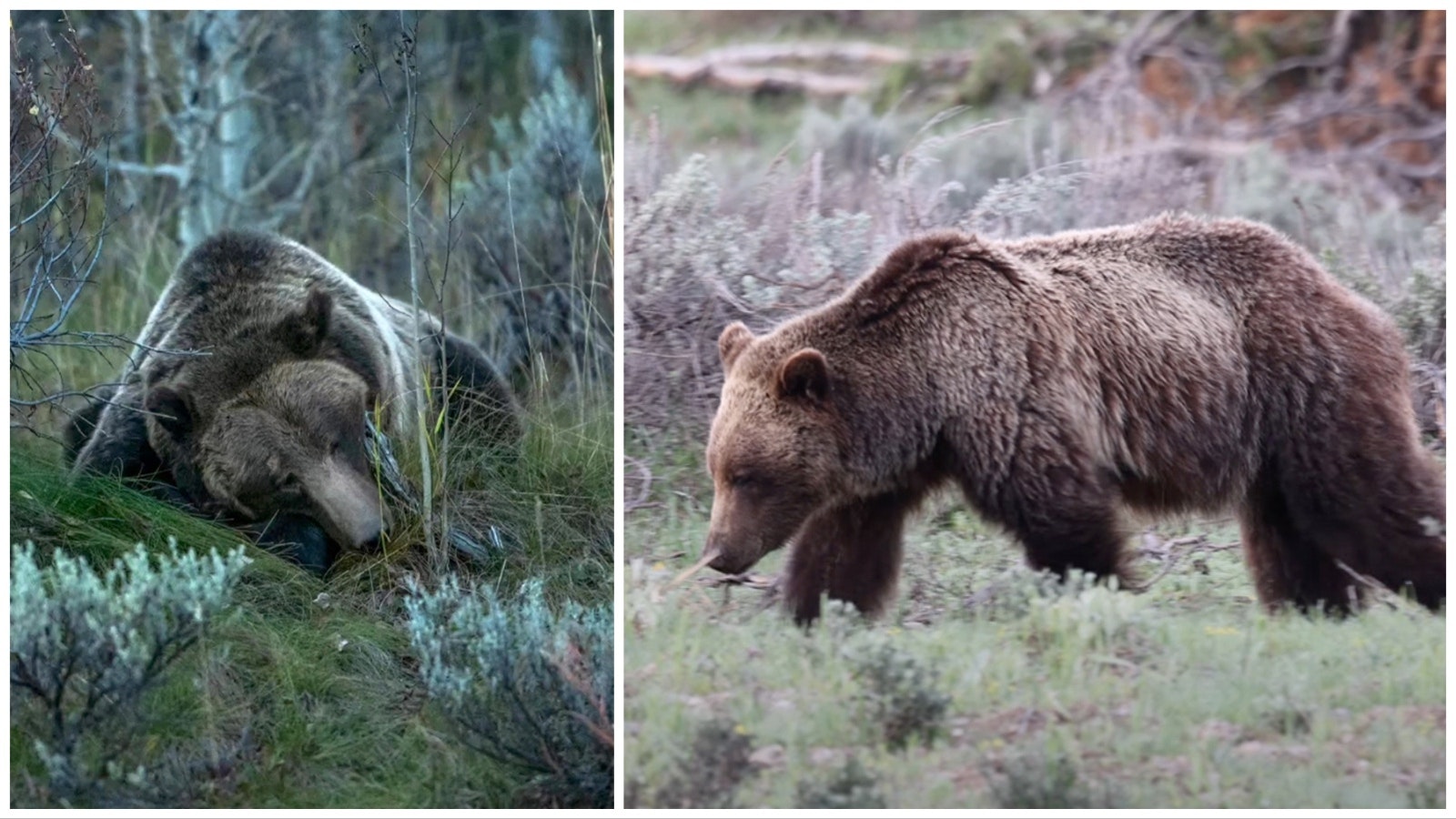 After being struck by a vehicle Oct. 9 along U.S. Highway 89 in Teton National Park, Wyoming’s beloved Grizzly 610 laid still for hours before finally rejoining her three yearling cubs. She was reported to be up and moving normally the next day.