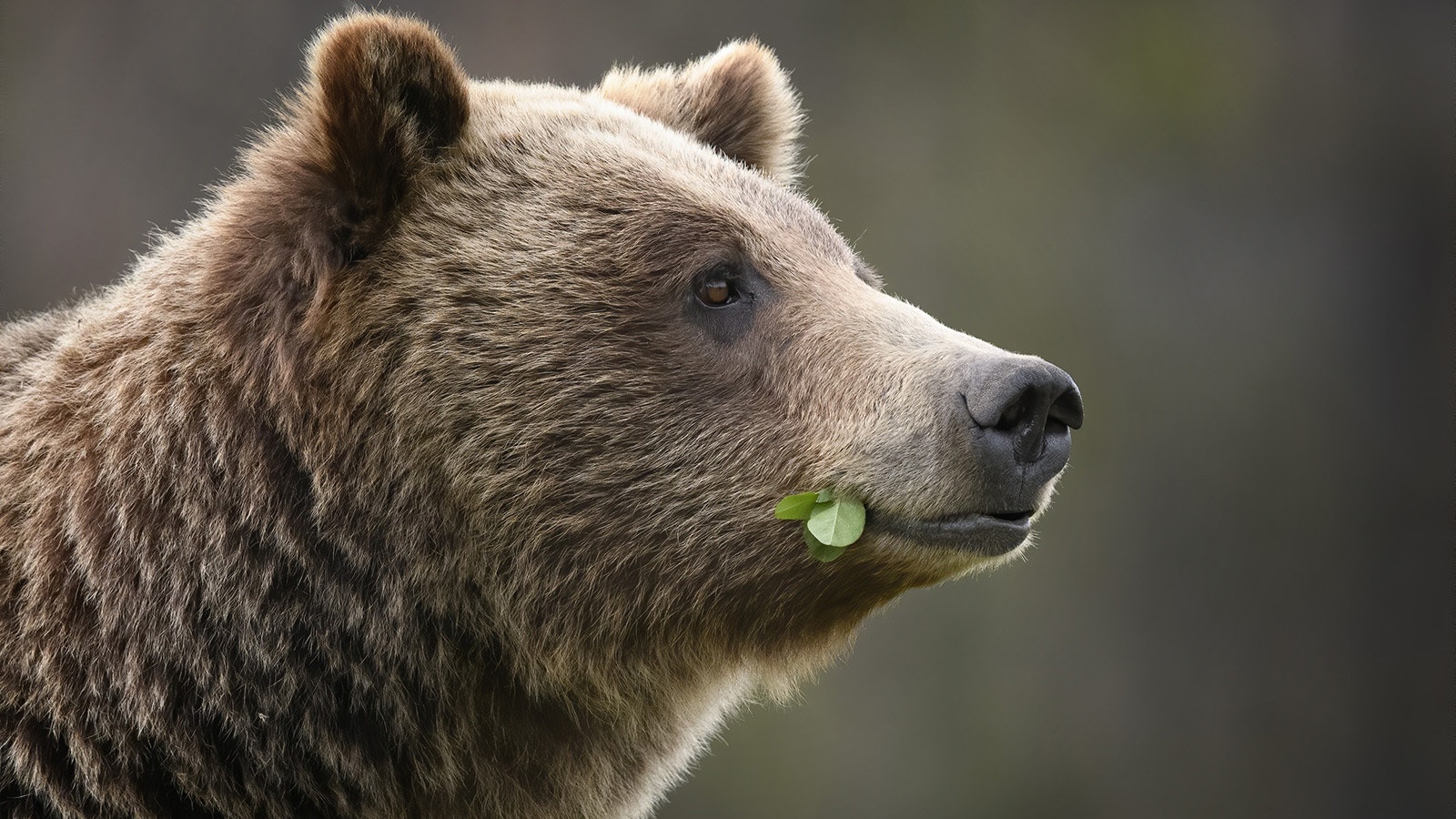 Grizzly 610, born in 2006, is the most famous offspring of Wyoming’s beloved Grizzly 399. However, it’s doubtful she will ever reach her mother’s level of fame.