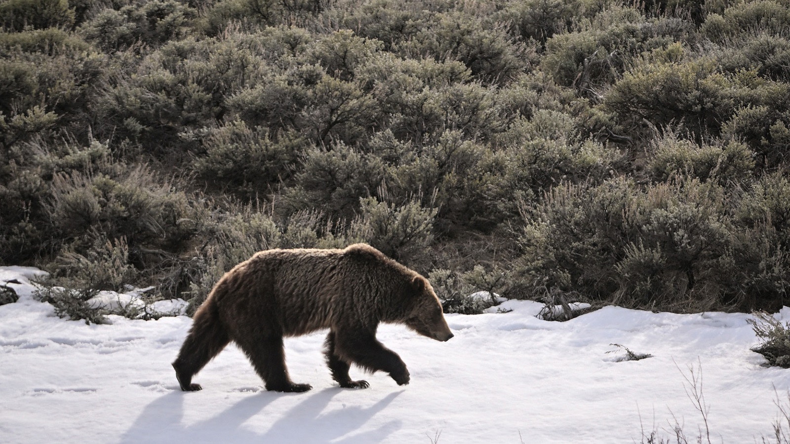 Grizzly 610, born in 2006, is the most famous offspring of Wyoming’s beloved Grizzly 399. However, it’s doubtful she will ever reach her mother’s level of fame.