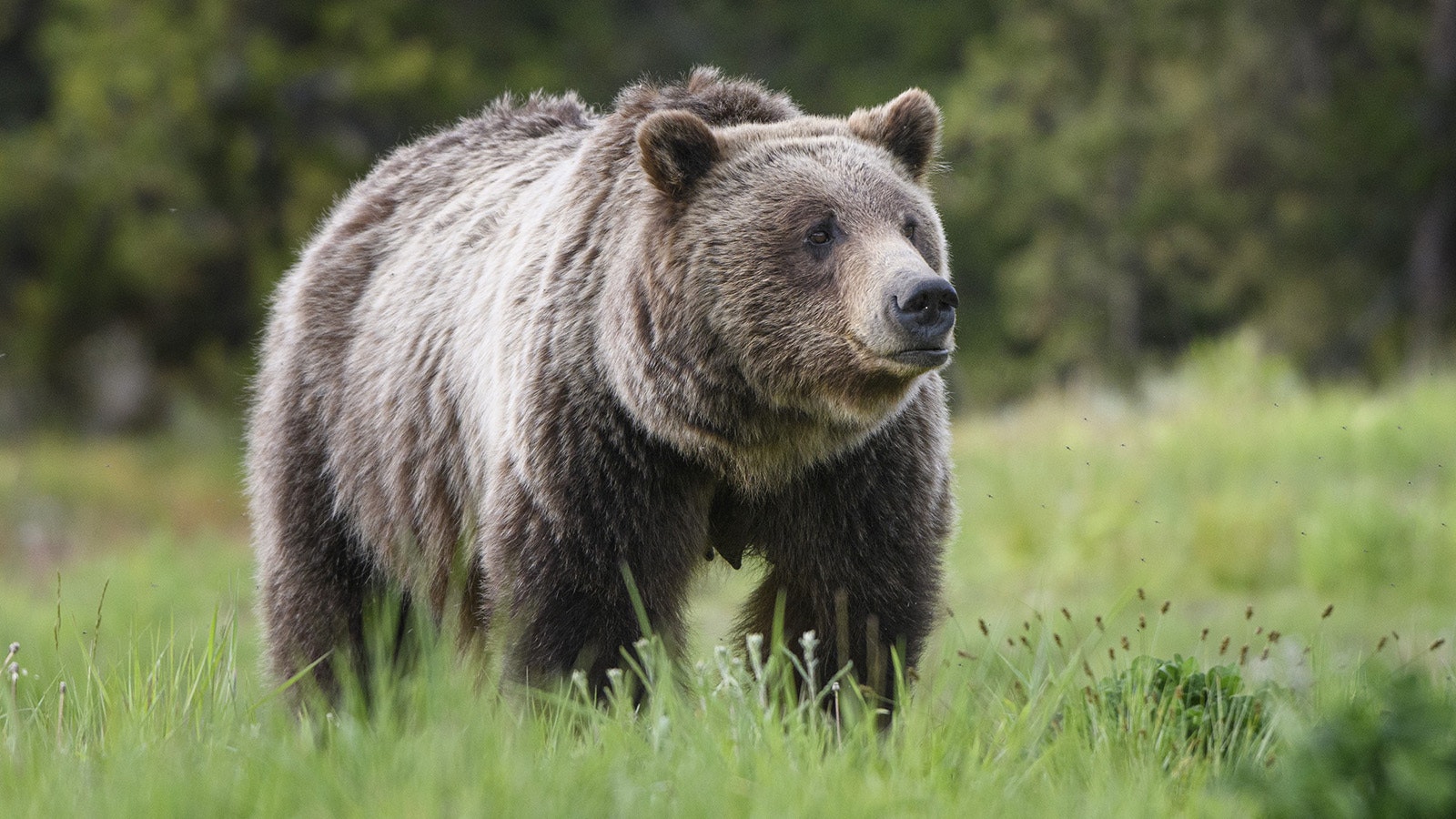 Grizzly 610, born in 2006, is the most famous offspring of Wyoming’s beloved Grizzly 399. However, it’s doubtful she will ever reach her mother’s level of fame.