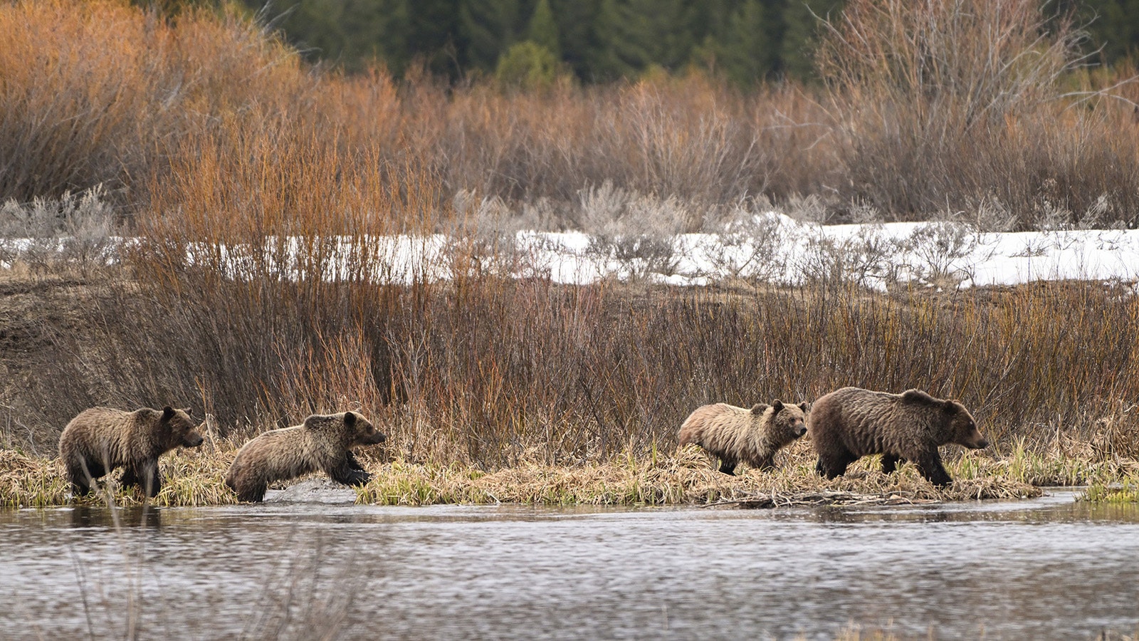 Grizzly 610, born in 2006, is the most famous offspring of Wyoming’s beloved Grizzly 399. However, it’s doubtful she will ever reach her mother’s level of fame.