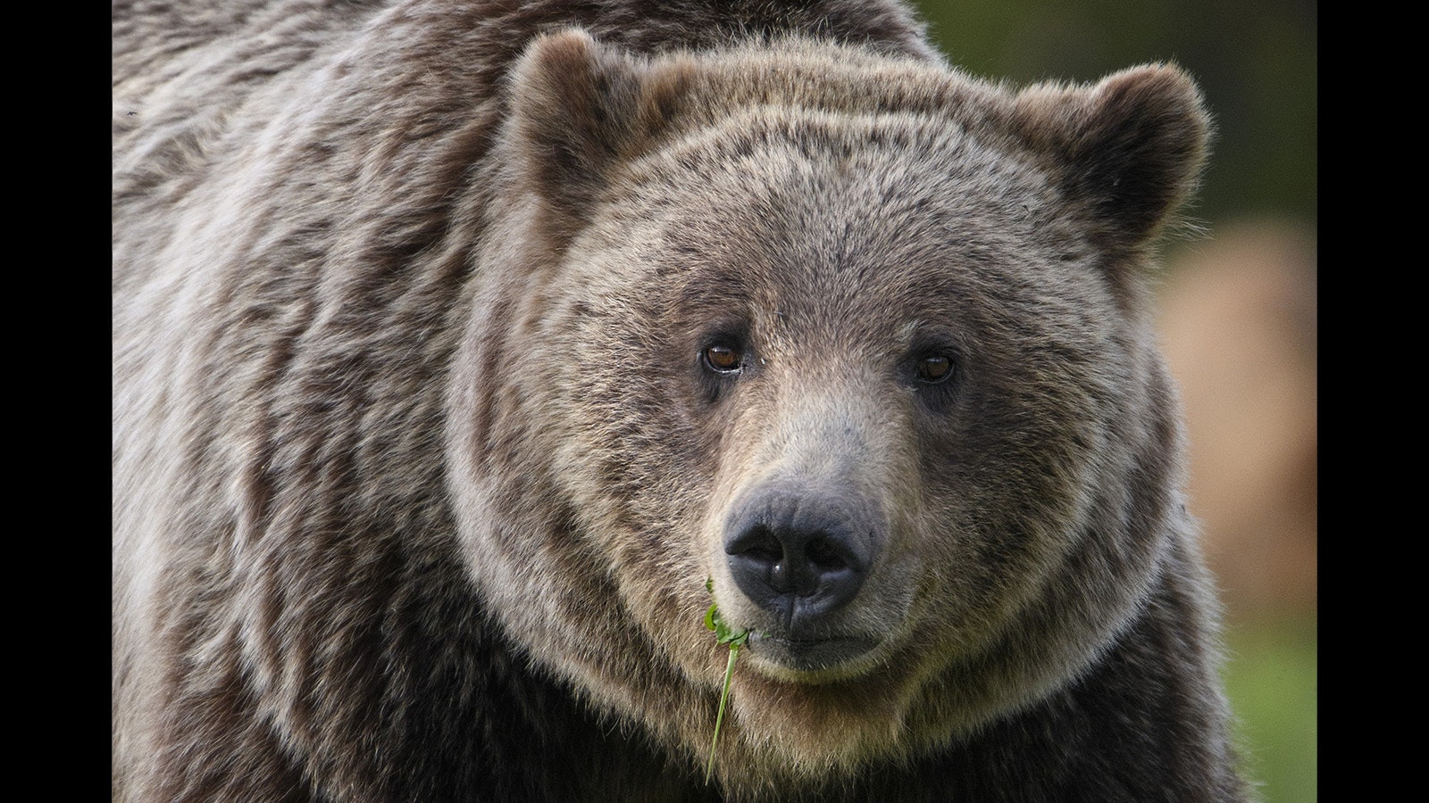 Grizzly 610, born in 2006, is the most famous offspring of Wyoming’s beloved Grizzly 399. However, it’s doubtful she will ever reach her mother’s level of fame.