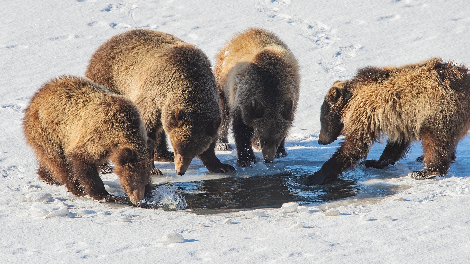Grizzly 610, the most famous offspring of Grizzly 399, has had numerous cubs of her own over the years.