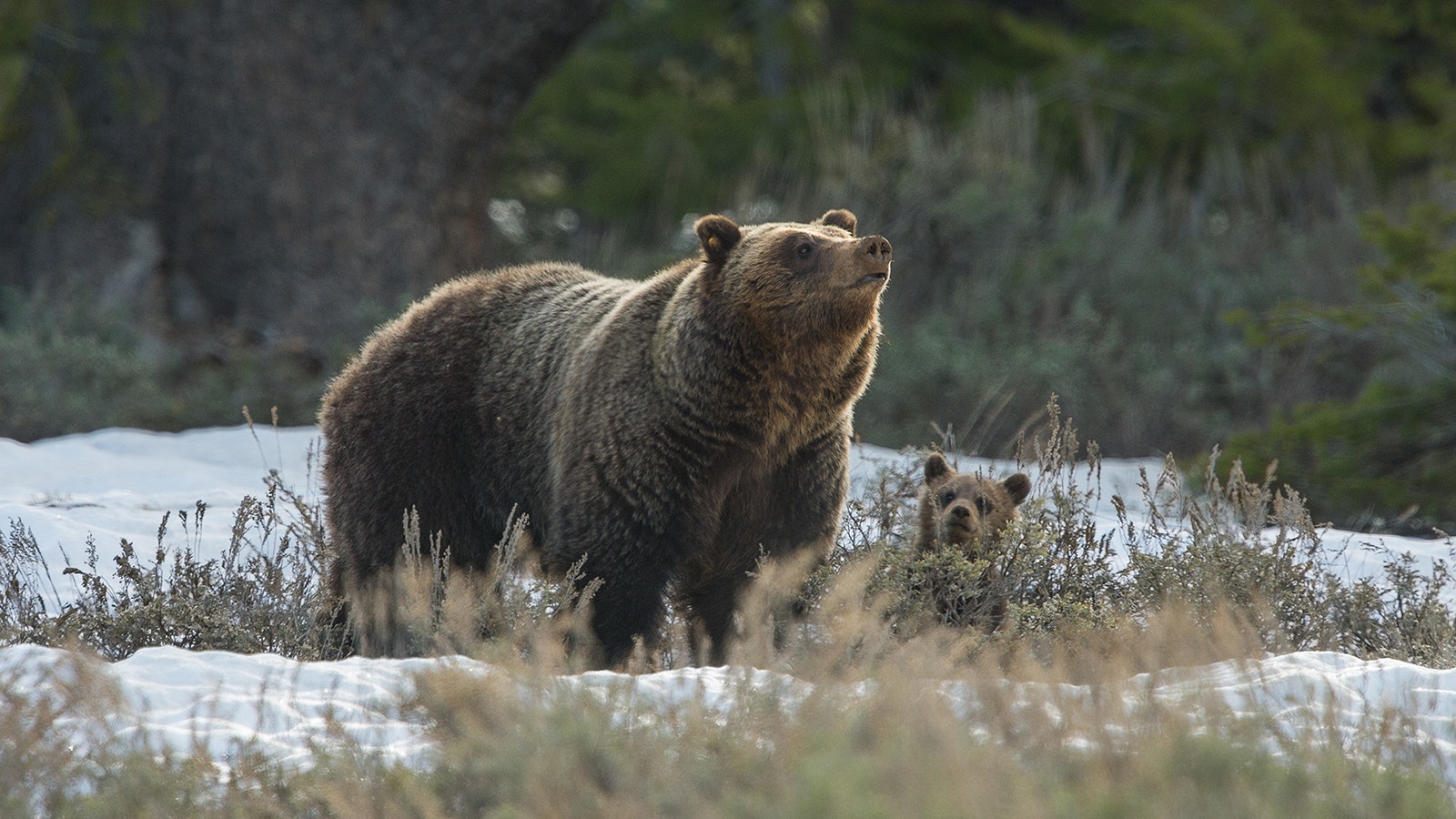 Grizzly 610, the most famous offspring of Grizzly 399, has had numerous cubs of her own over the years.