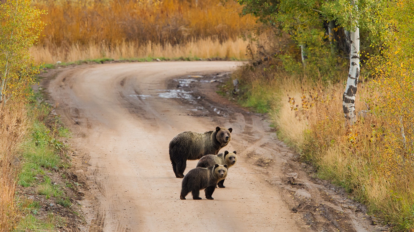 Grizzly 610, the most famous offspring of Grizzly 399, has had numerous cubs of her own over the years.