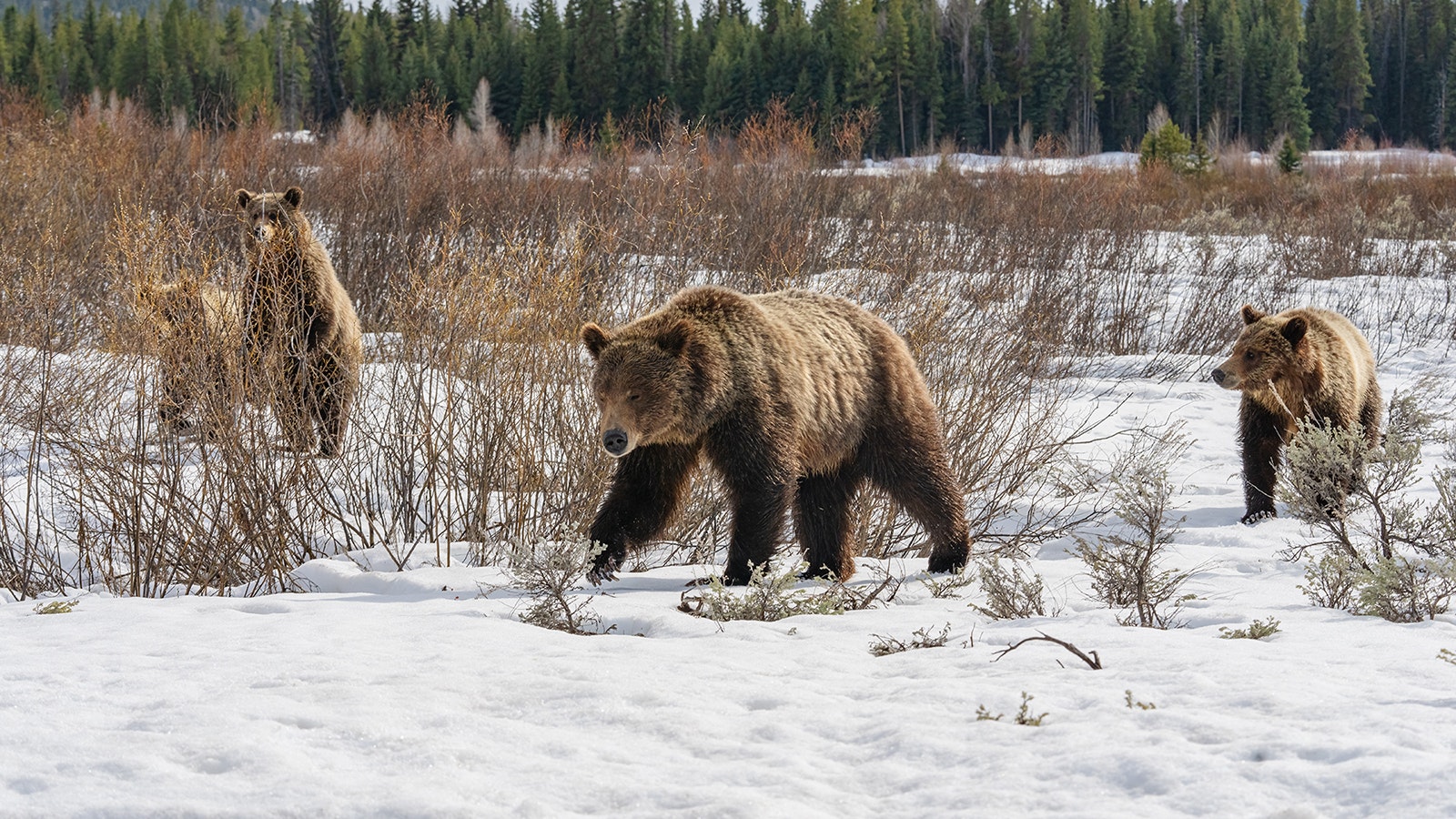 Grizzly 610, the most famous offspring of Grizzly 399, has had numerous cubs of her own over the years.