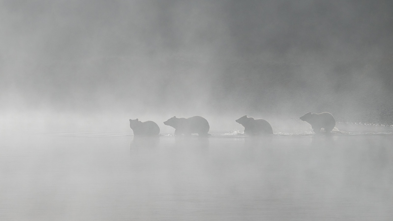 Grizzly 610, the most famous offspring of Grizzly 399, has had numerous cubs of her own over the years.