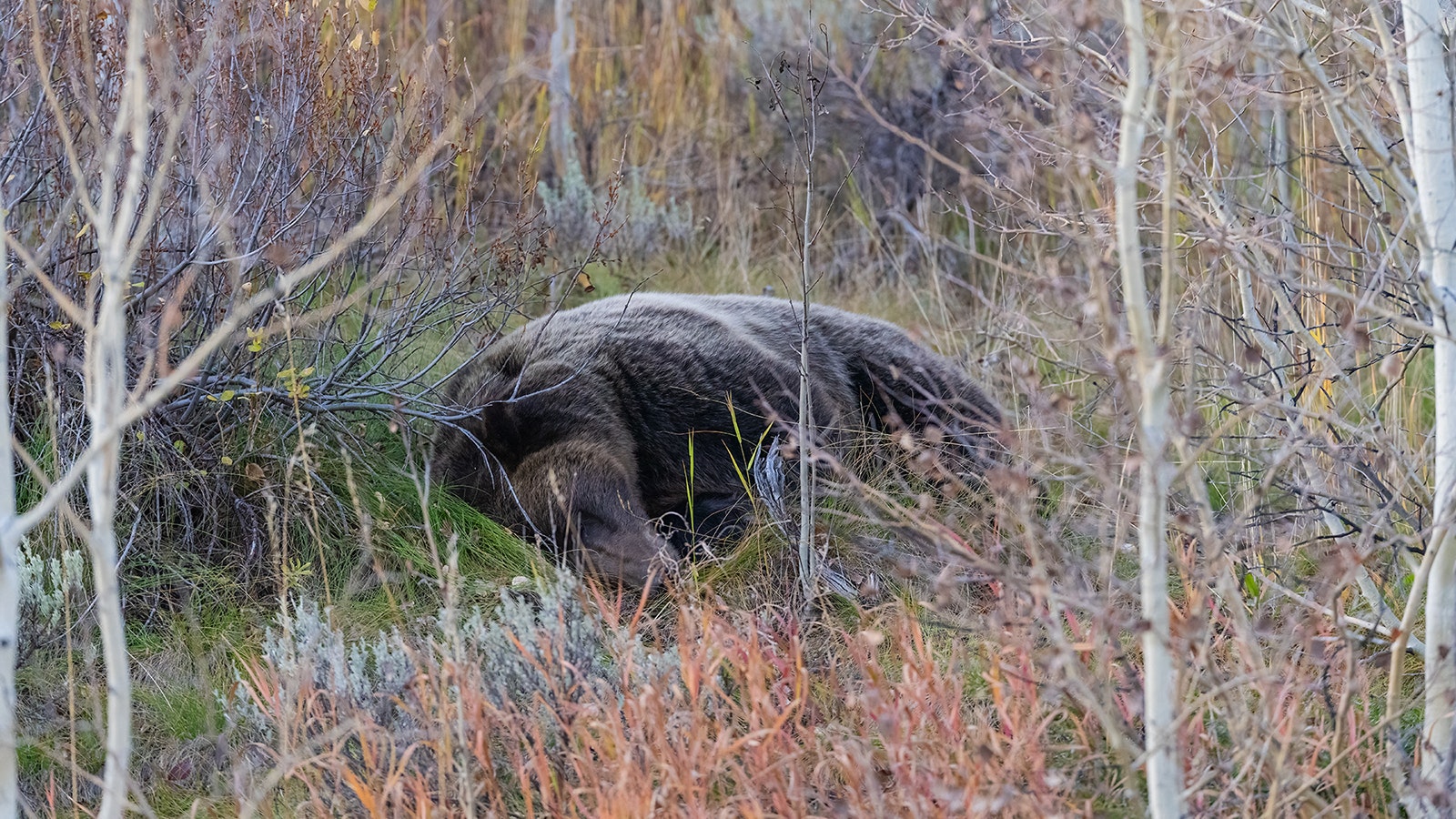 Grizzly 610, the most famous offspring of Grizzly 399, has had numerous cubs of her own over the years.