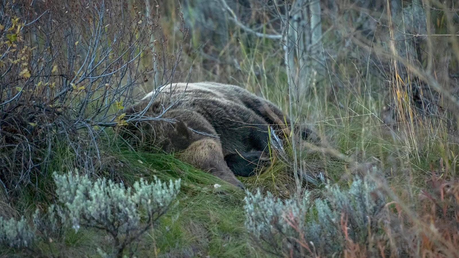 After being struck by a vehicle Monday afternoon along U.S. Highway 89 in Teton National Park, Wyoming’s beloved Grizzly 610 laid still for hours before finally rejoining her three yearling cubs. She was reported to be up and moving normally early Tuesday.