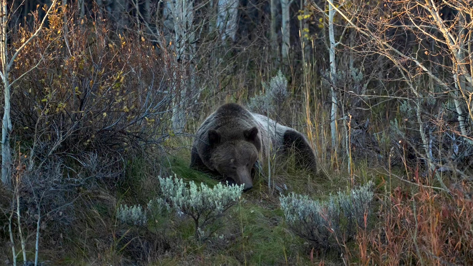 After being struck by a vehicle Monday afternoon along U.S. Highway 89 in Teton National Park, Wyoming’s beloved Grizzly 610 laid still for hours before finally rejoining her three yearling cubs. She was reported to be up and moving normally early Tuesday.