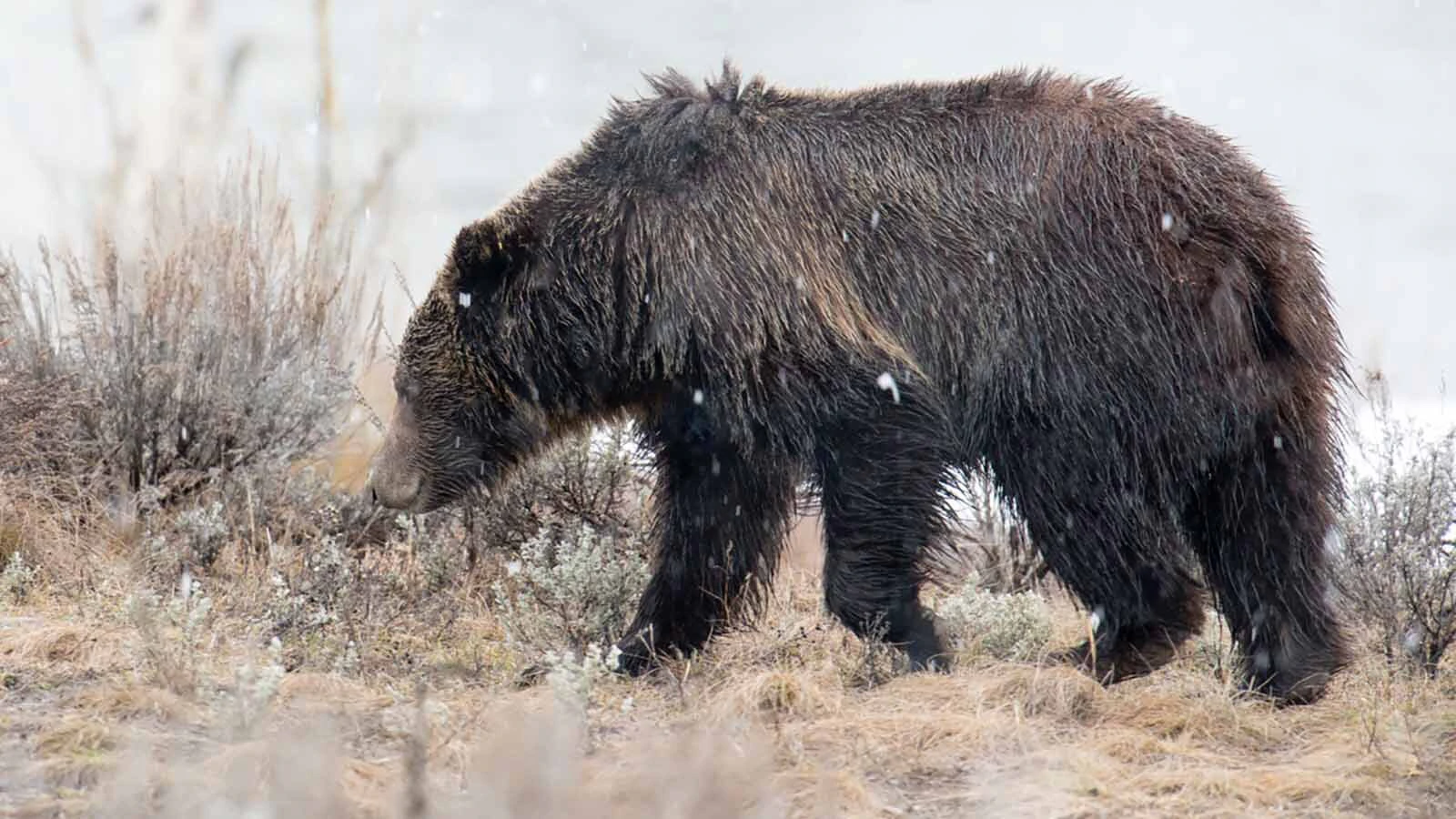 Grizzly 760, the grandson of Wyoming’s famed grizzly 399, had a reputation for being mellow and polite toward people.