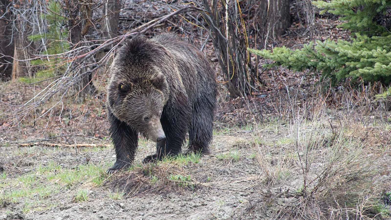 Grizzly 760, the grandson of Wyoming’s famed grizzly 399, had a reputation for being mellow and polite toward people.