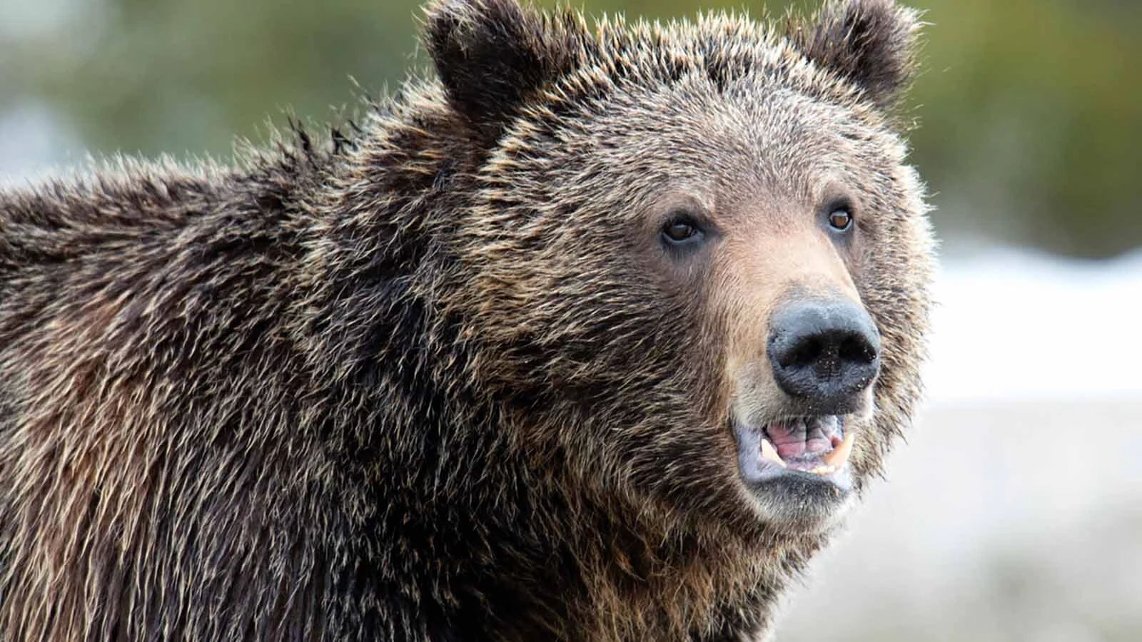 Grizzly 760, the grandson of Wyoming’s famed grizzly 399, had a reputation for being mellow and polite toward people.