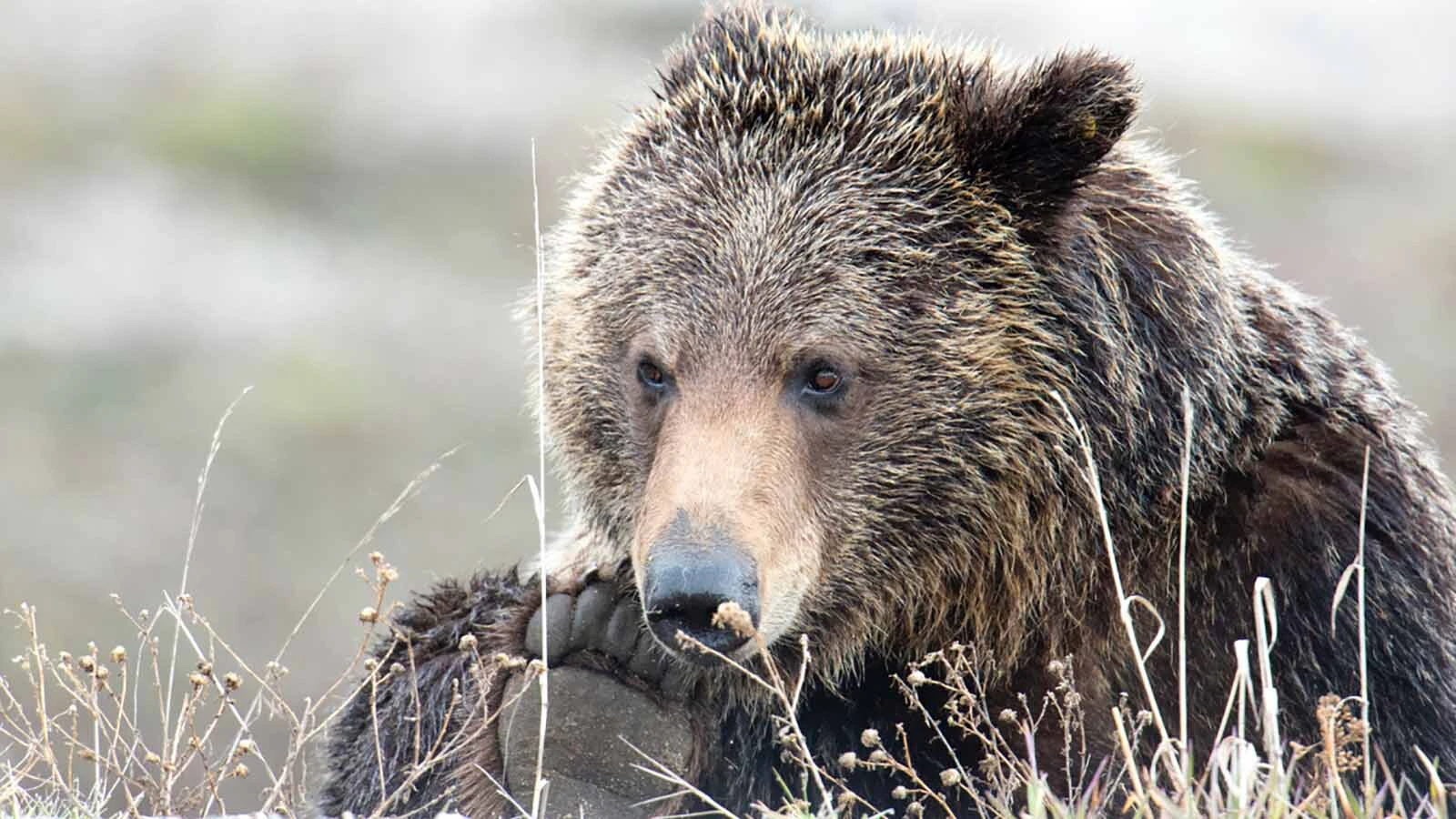 Grizzly 760, the grandson of Wyoming’s famed grizzly 399, had a reputation for being mellow and polite toward people.