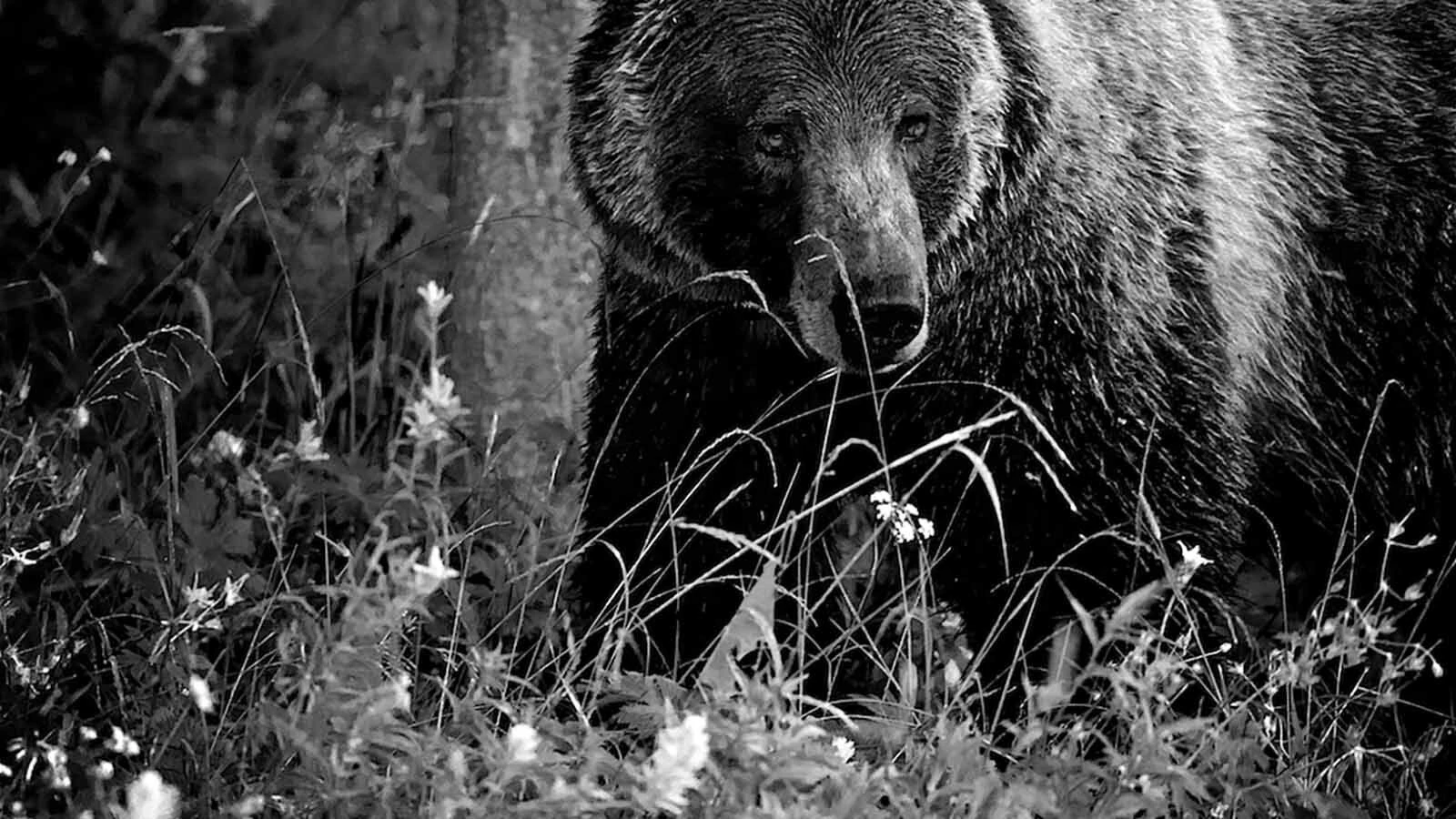 Grand Teton’s Grizzly 760 and had a reputation for being mellow and polite. Photographer Jefferey Soulliere said Grizzy 760 gave him a head nod, almost like a bow, right before he took this photo.