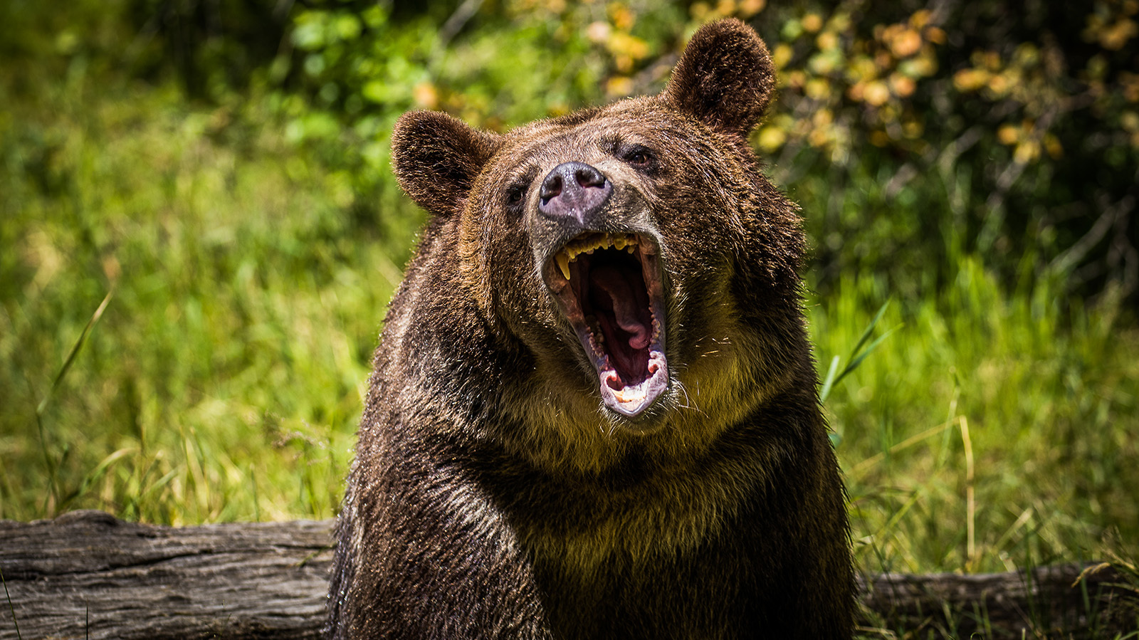 Bad Year For Montana Grizzly Bears Continues As… | Cowboy State Daily