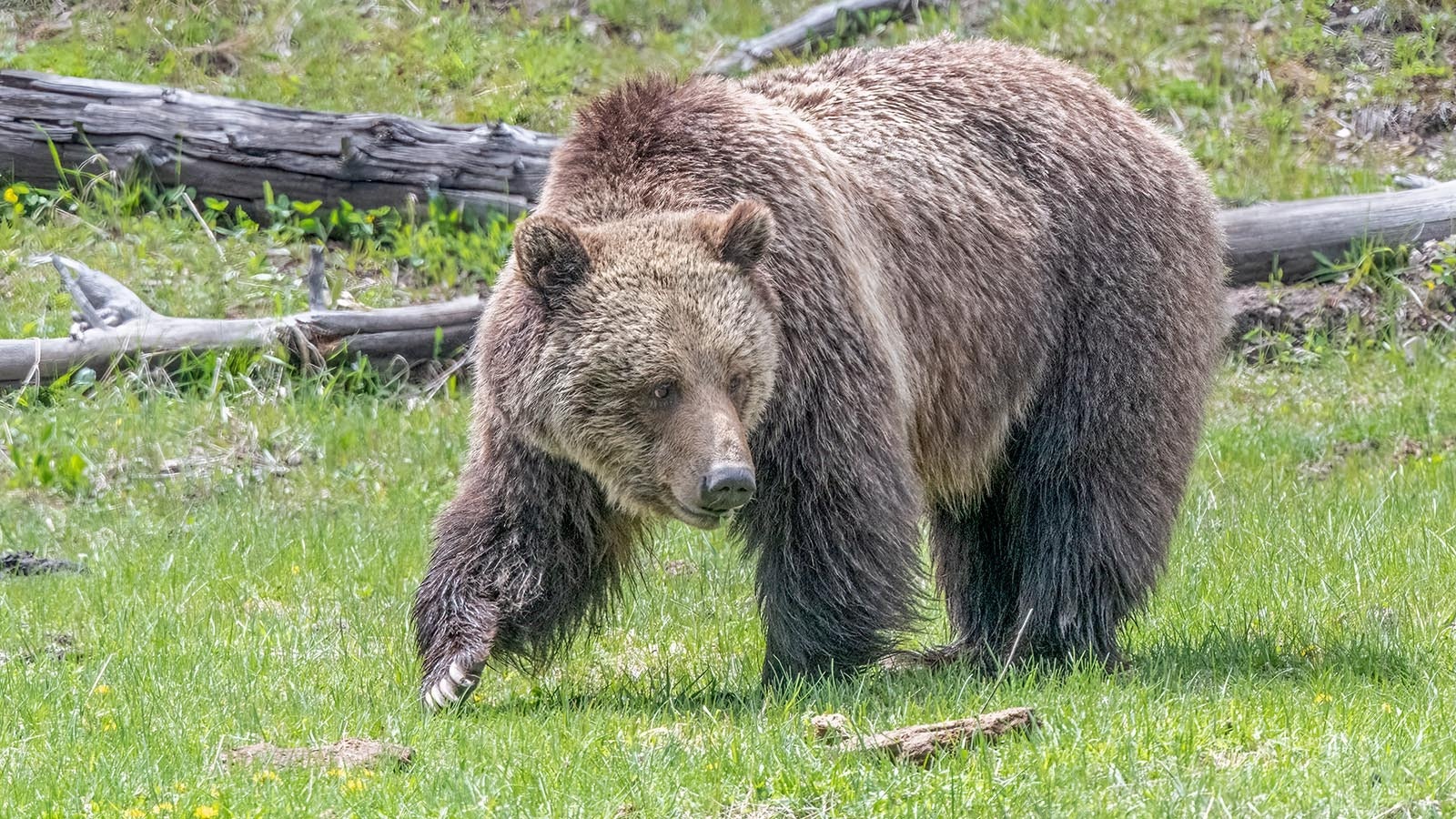 For decades, reintroducing grizzlies to California seemed completely unrealistic. Now, the California Legislature is considering a plan that could include relocating Yellowstone grizzlies there.