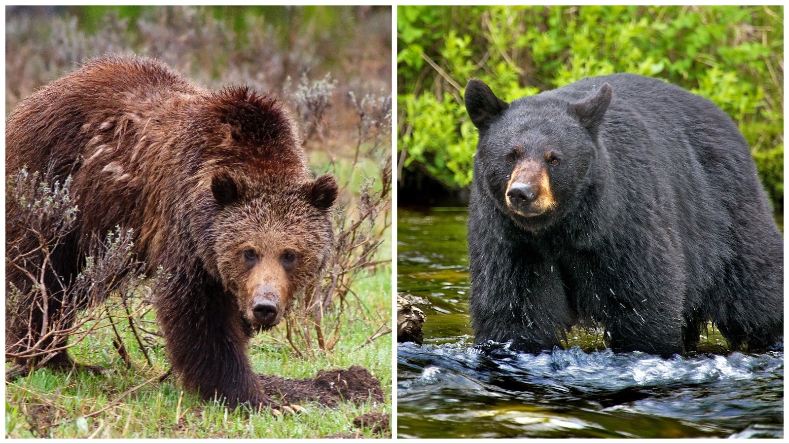 Grizzly and Black Bear 6 15 23