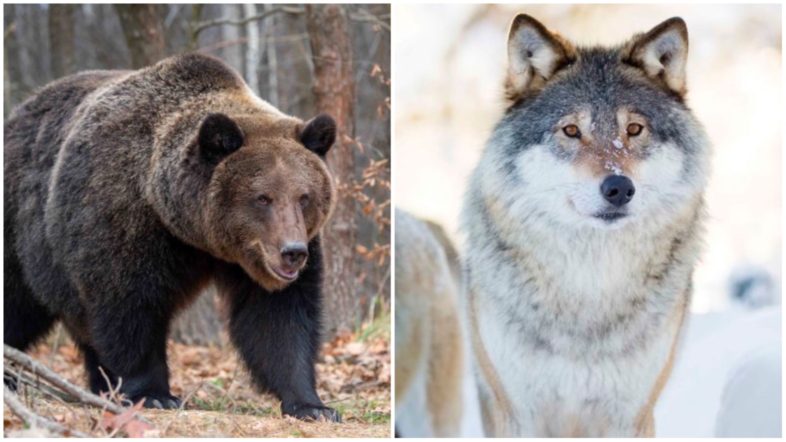 Grizzly and Wolf 11 8 22