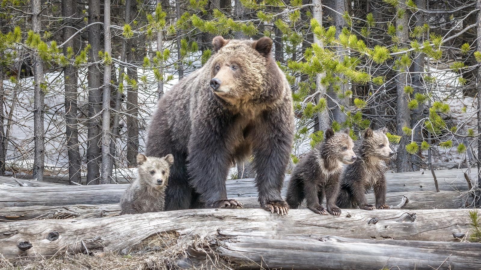 An obsidian sow and her three cubs in this file photo. The Biden administration on Wednesday, Jan. 8, 2025, left Western grizzlies on the endangered list.