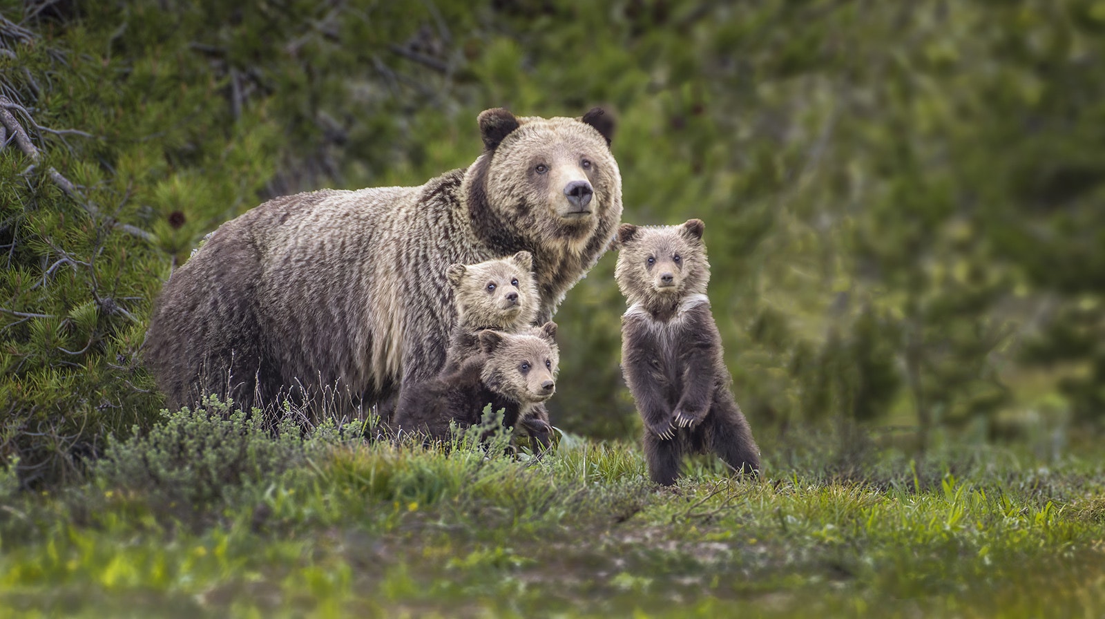 Grizzly and cubs 6 13 23