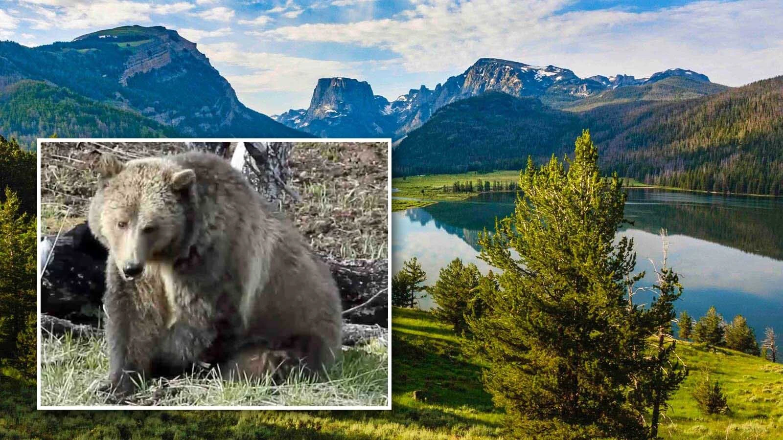 Wyoming congressional delegation is firmly behind the Trump administration’s move to rescind the 2001 federal Roadless Rule. But opponents of doing away with the rule say that will get grizzlies killed and derail efforts to delist them.
