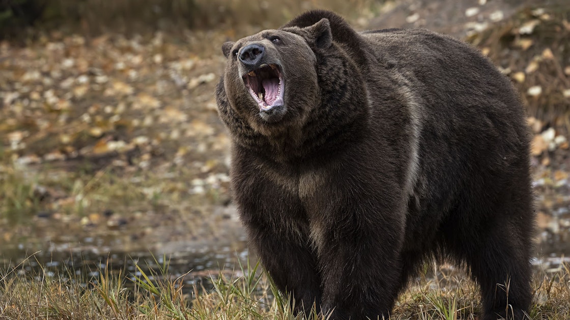 Many Washington State Locals Not Thrilled With Grizzly Reintroduction