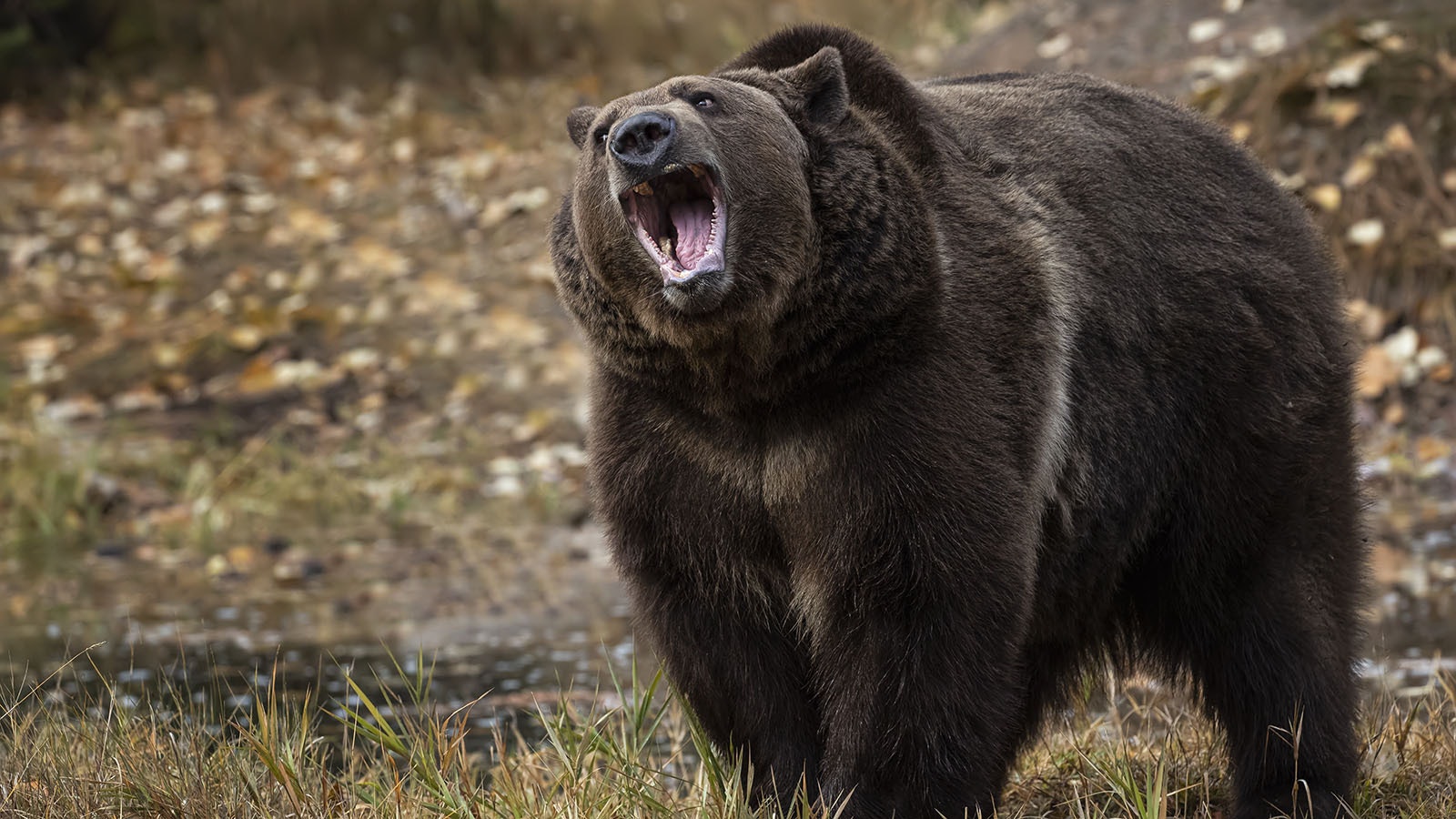 Bruno, one of the Yellowstone Econsystem's famous male grizzly bears, can get cranky if people get too close.