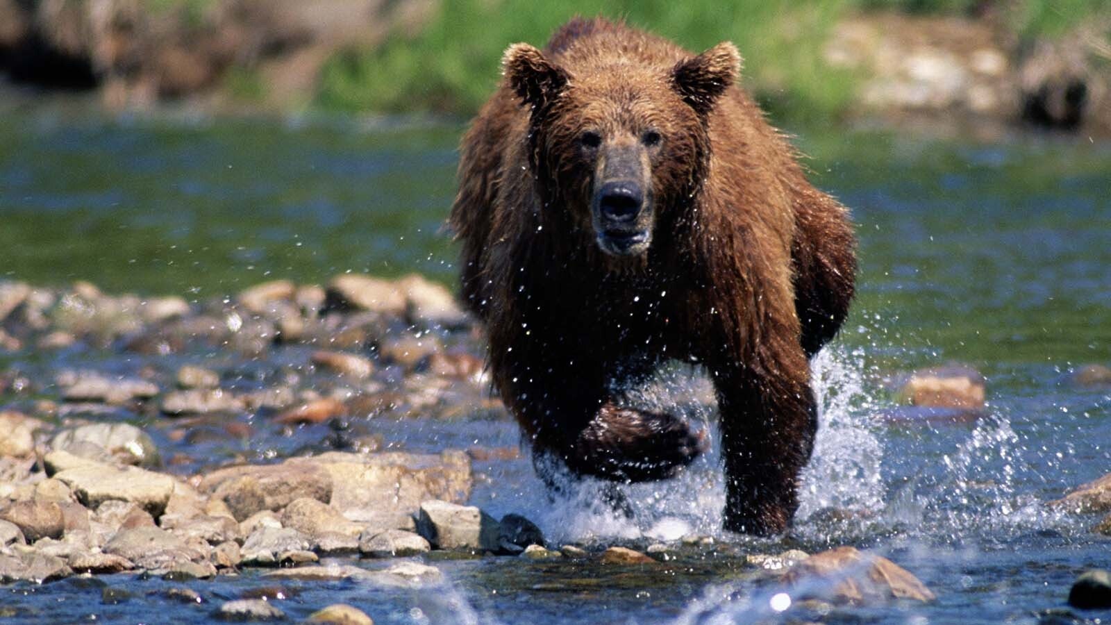 A grizzly bear attack on a group of about 20 on a school picnic in remote British Columbia, Canada, was a rare occurrence that has left bear experts puzzled. Four people, including three children, were seriously hurt.