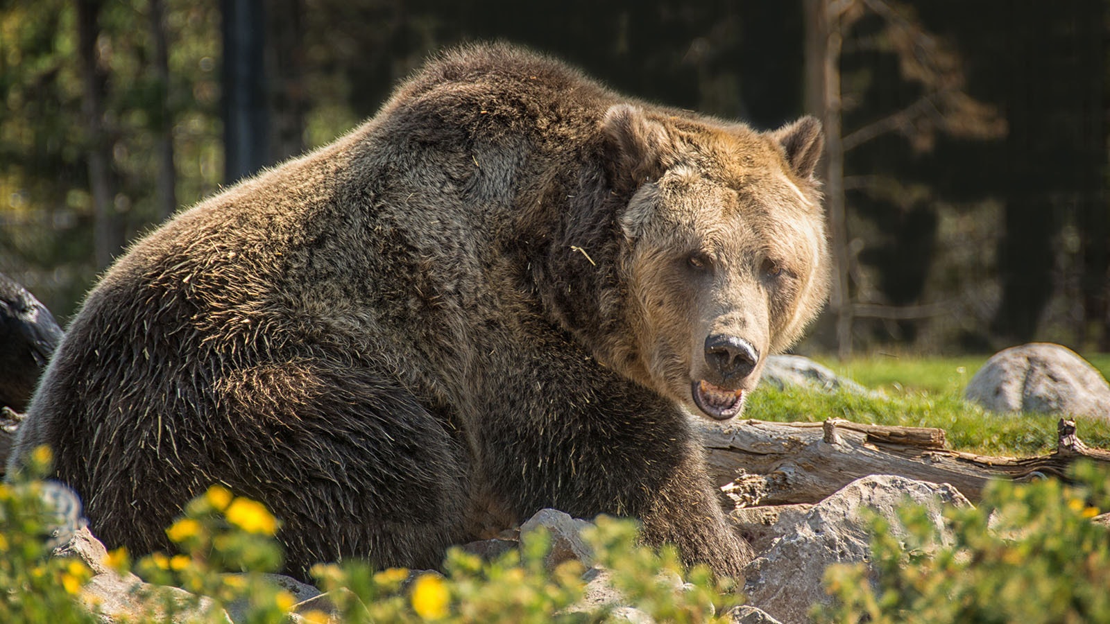 Grizzly close up 8 31 23