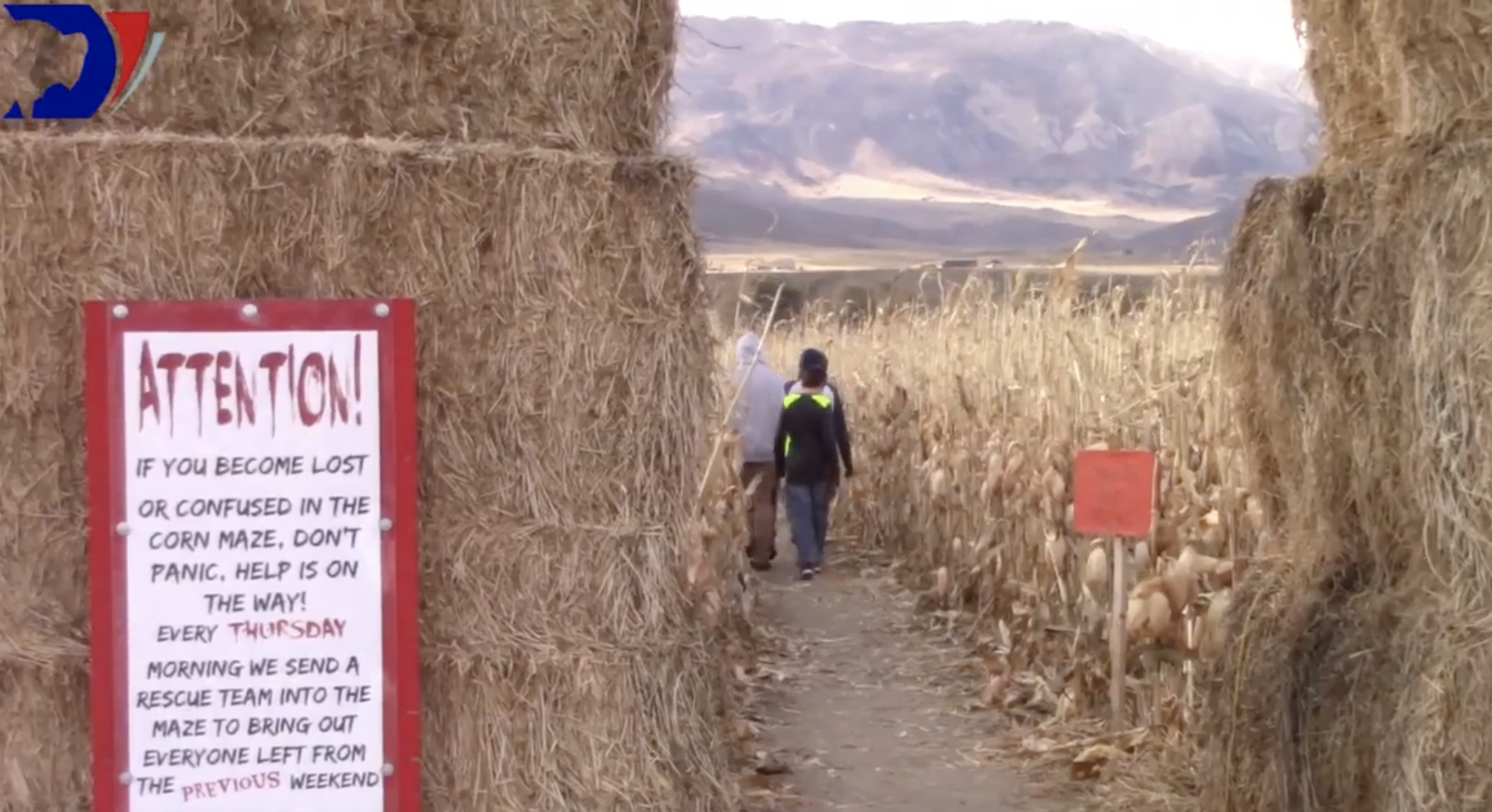Grizzly corn maze Cody