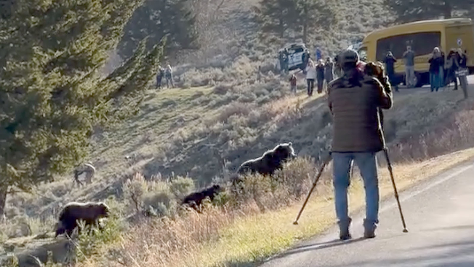 This screenshot from video shows a photographer deliberately being too close to a Yellowstone grizzly and her cubs. The tour guide who shot the video says he told the photographer multiple times to back off to a safe distance, but was ignored.